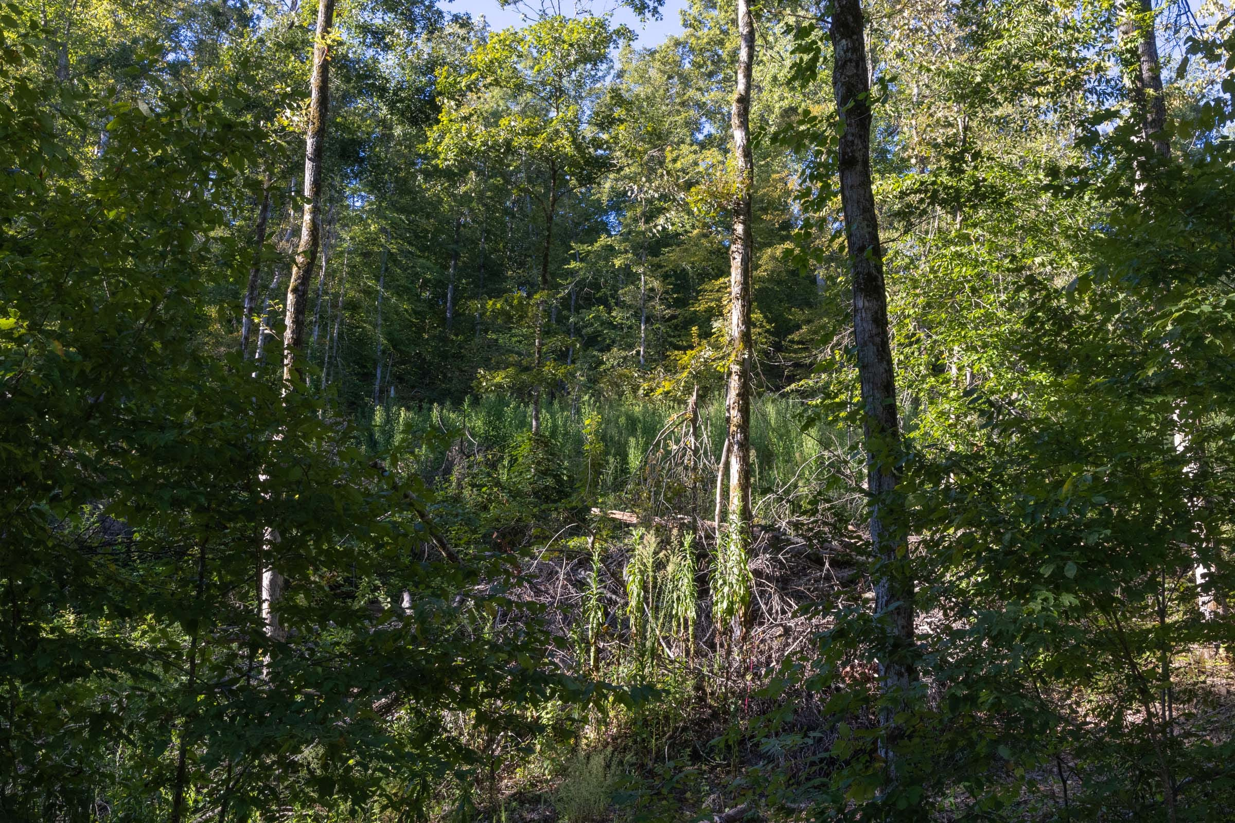 Tract 1 at Big White Oak in Perry County, Tennessee
