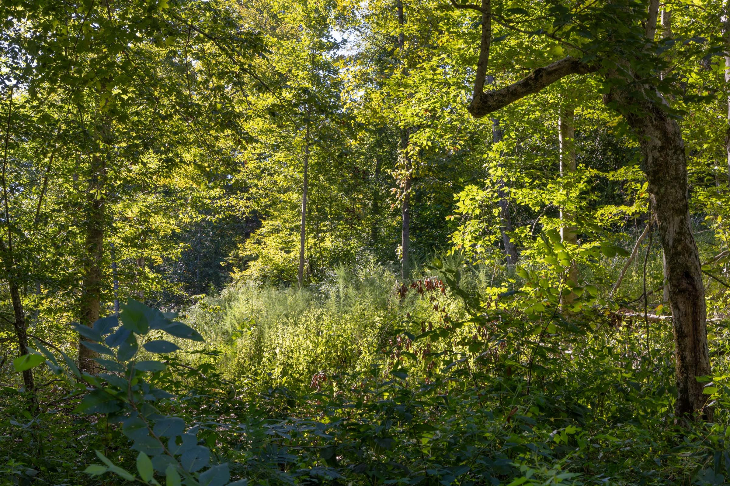 Tract 10 at Big White Oak in Perry County, Tennessee
