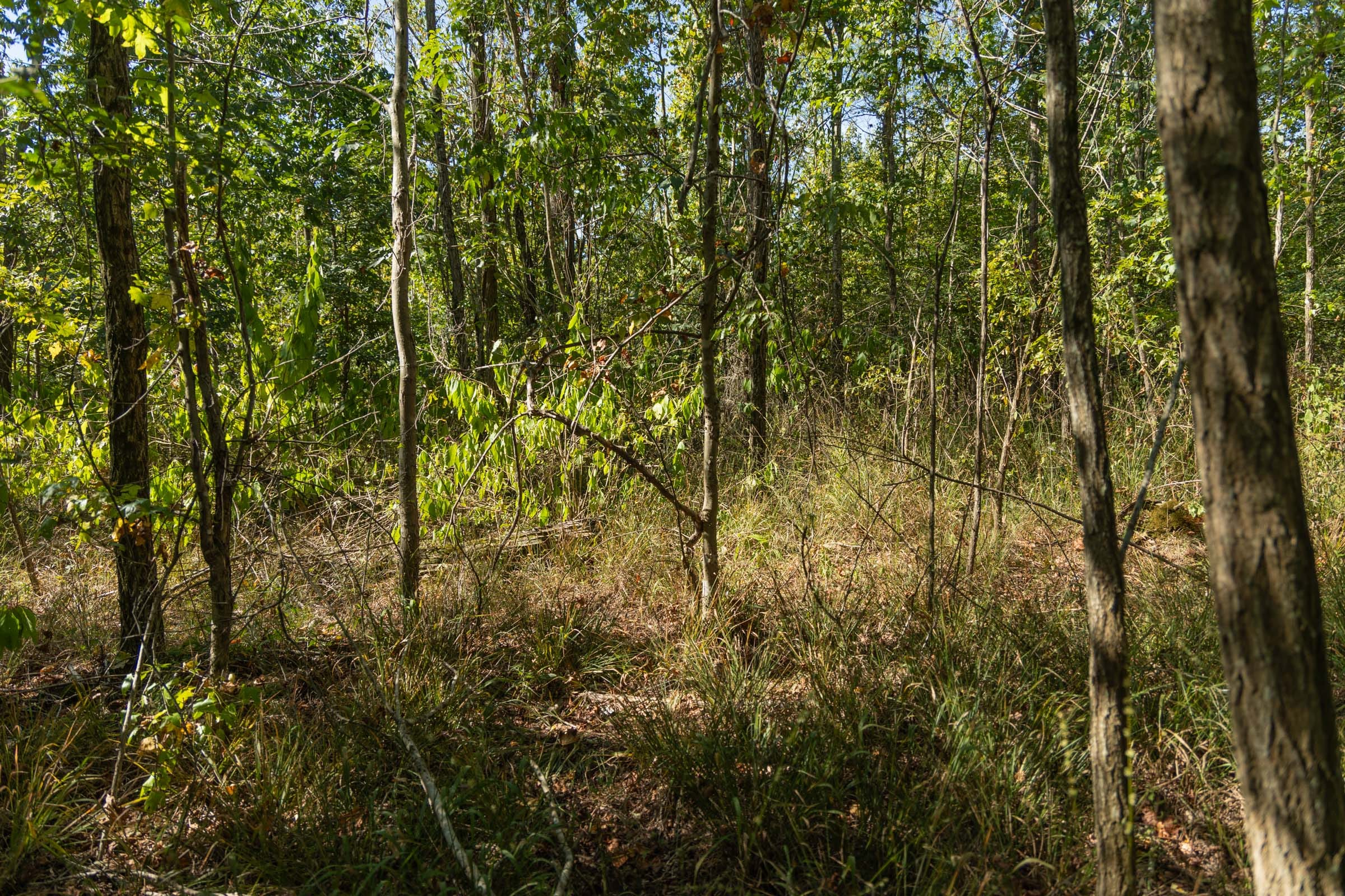 Tract 106 at Big White Oak in Perry County, Tennessee