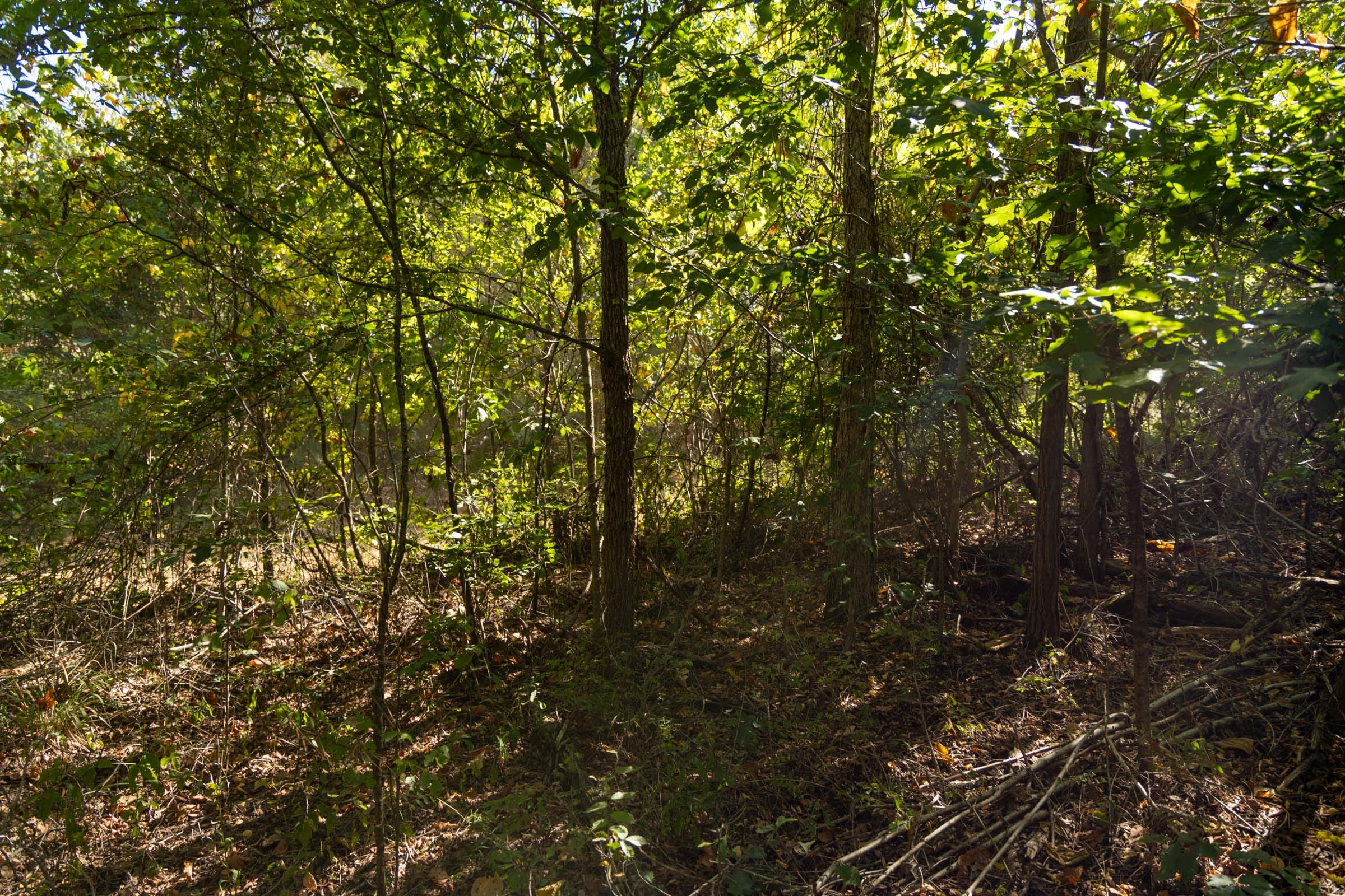 Tract 107 at Big White Oak in Perry County, Tennessee