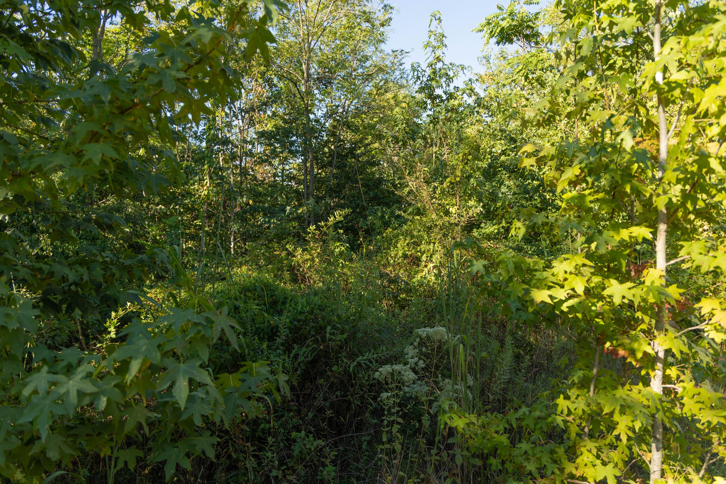 Tract 108 at Big White Oak in Perry County, Tennessee
