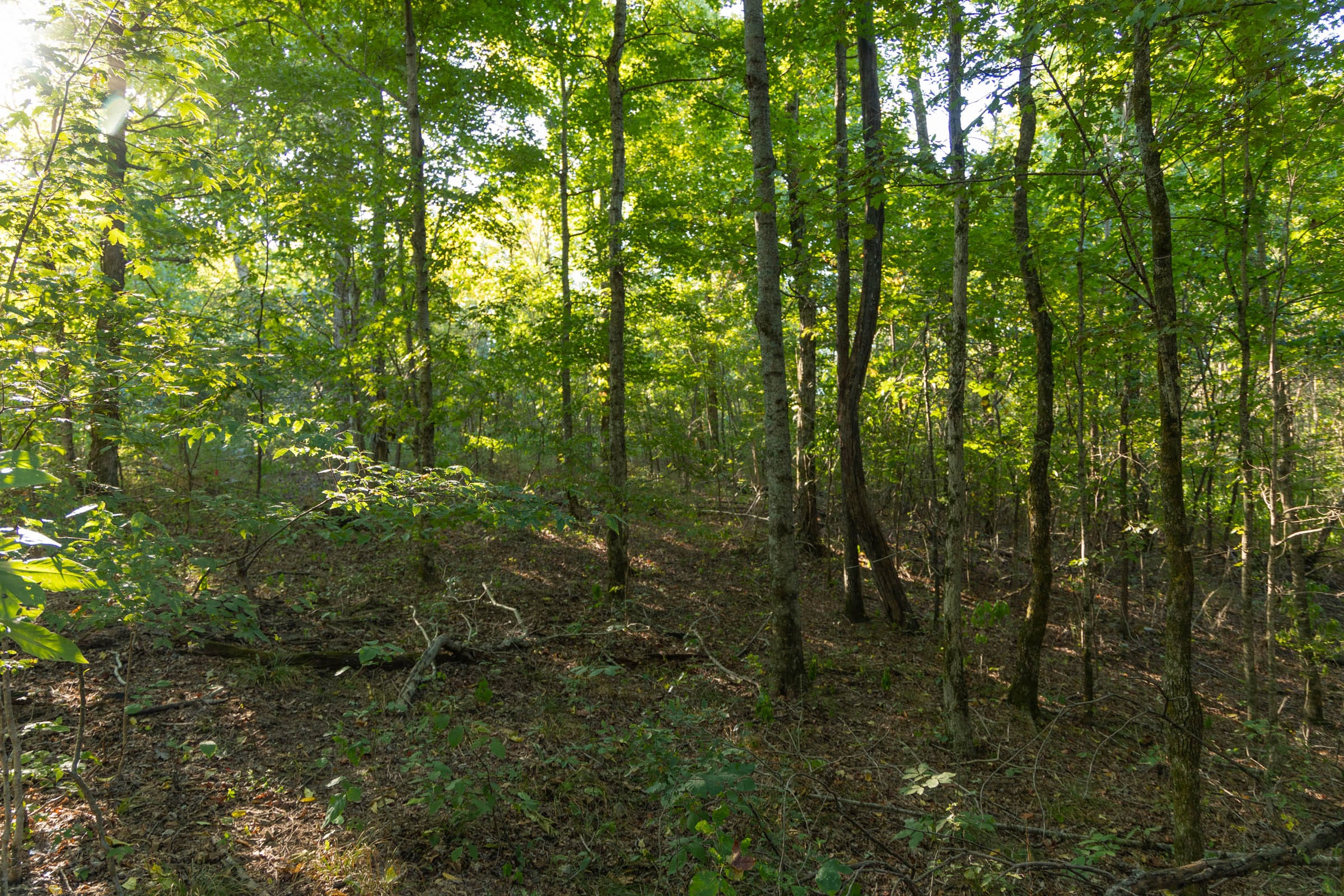 Tract 109 at Big White Oak in Perry County, Tennessee