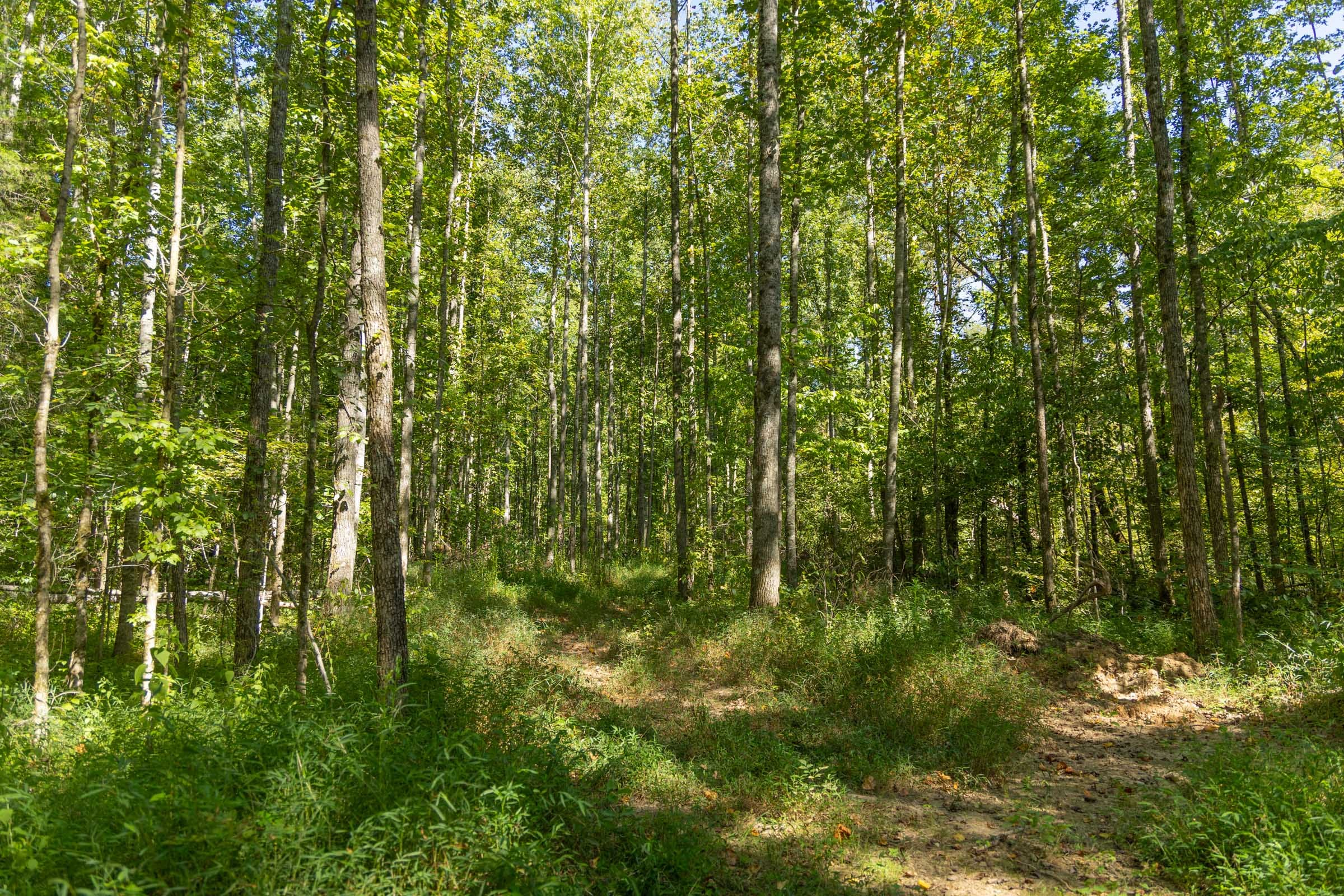 Tract 114 at Big White Oak in Perry County, Tennessee