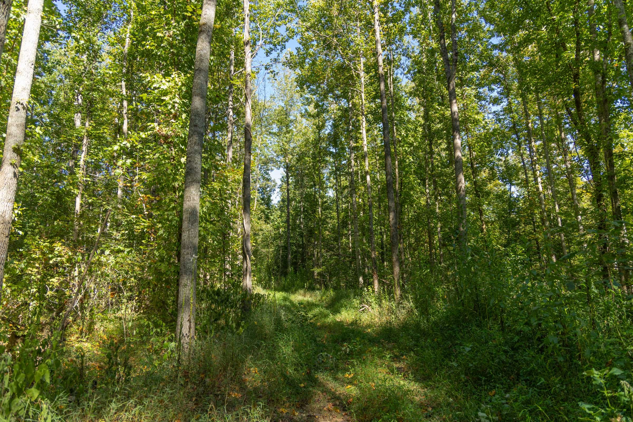 Tract 116 at Big White Oak in Perry County, Tennessee