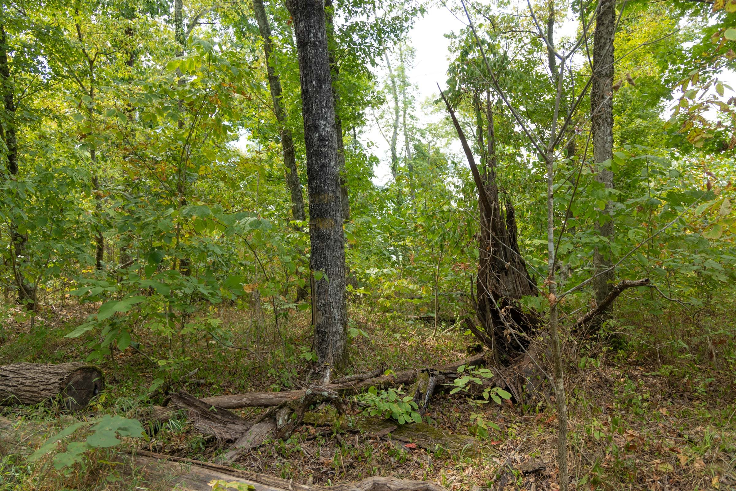 Tract 120 at Big White Oak in Perry County, Tennessee