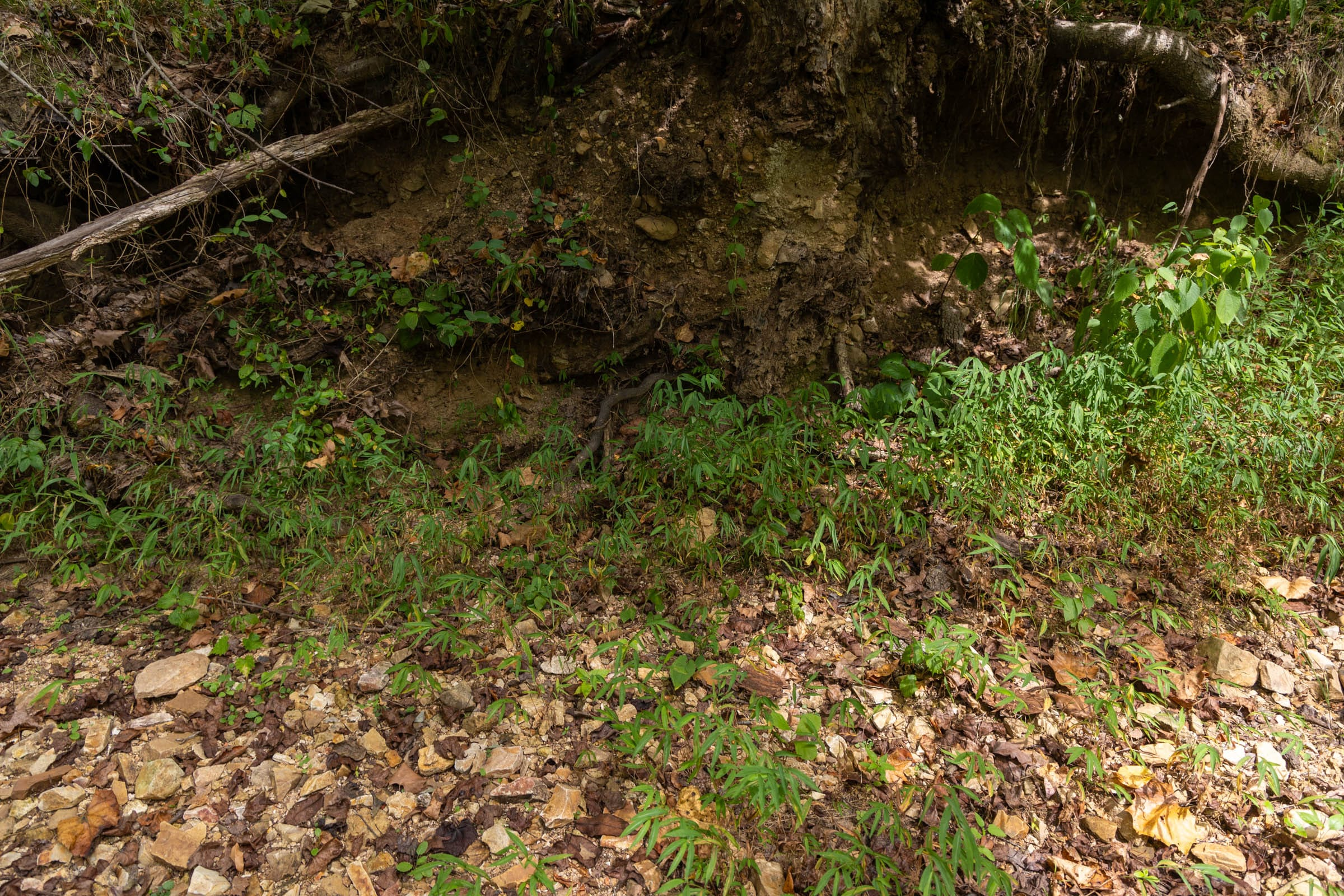 Tract 121 at Big White Oak in Perry County, Tennessee