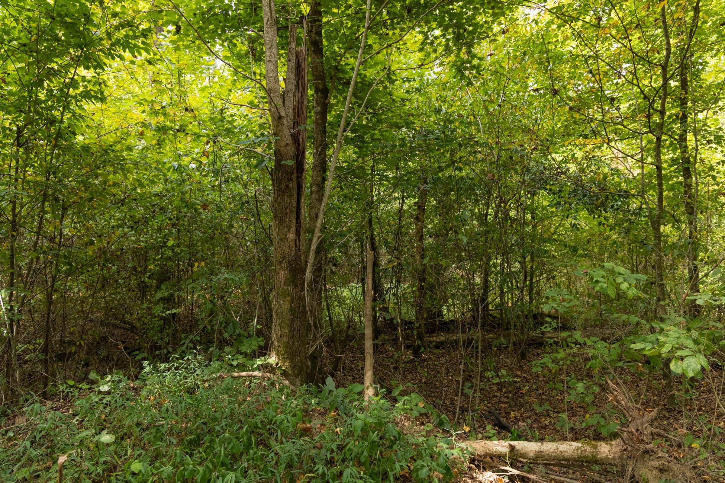 Tract 122 at Big White Oak in Perry County, Tennessee