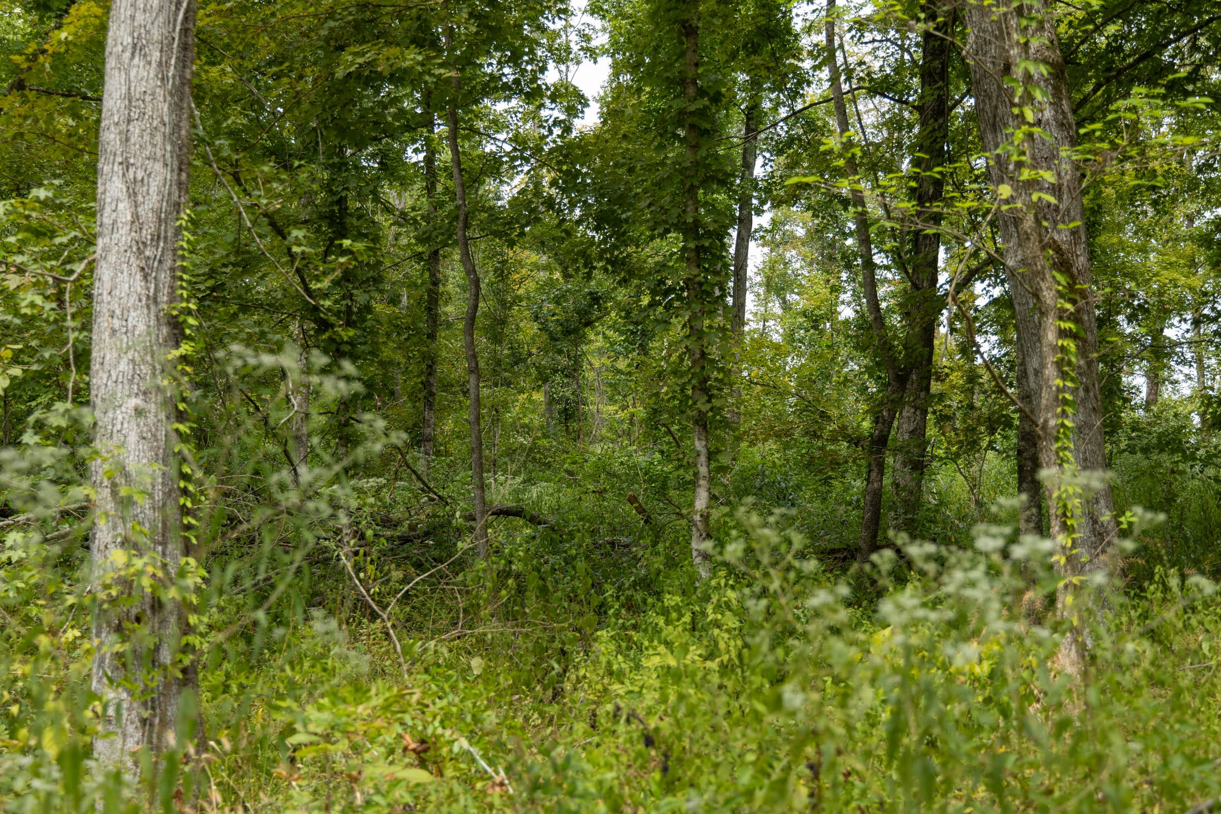 Tract 133 at Big White Oak in Perry County, Tennessee