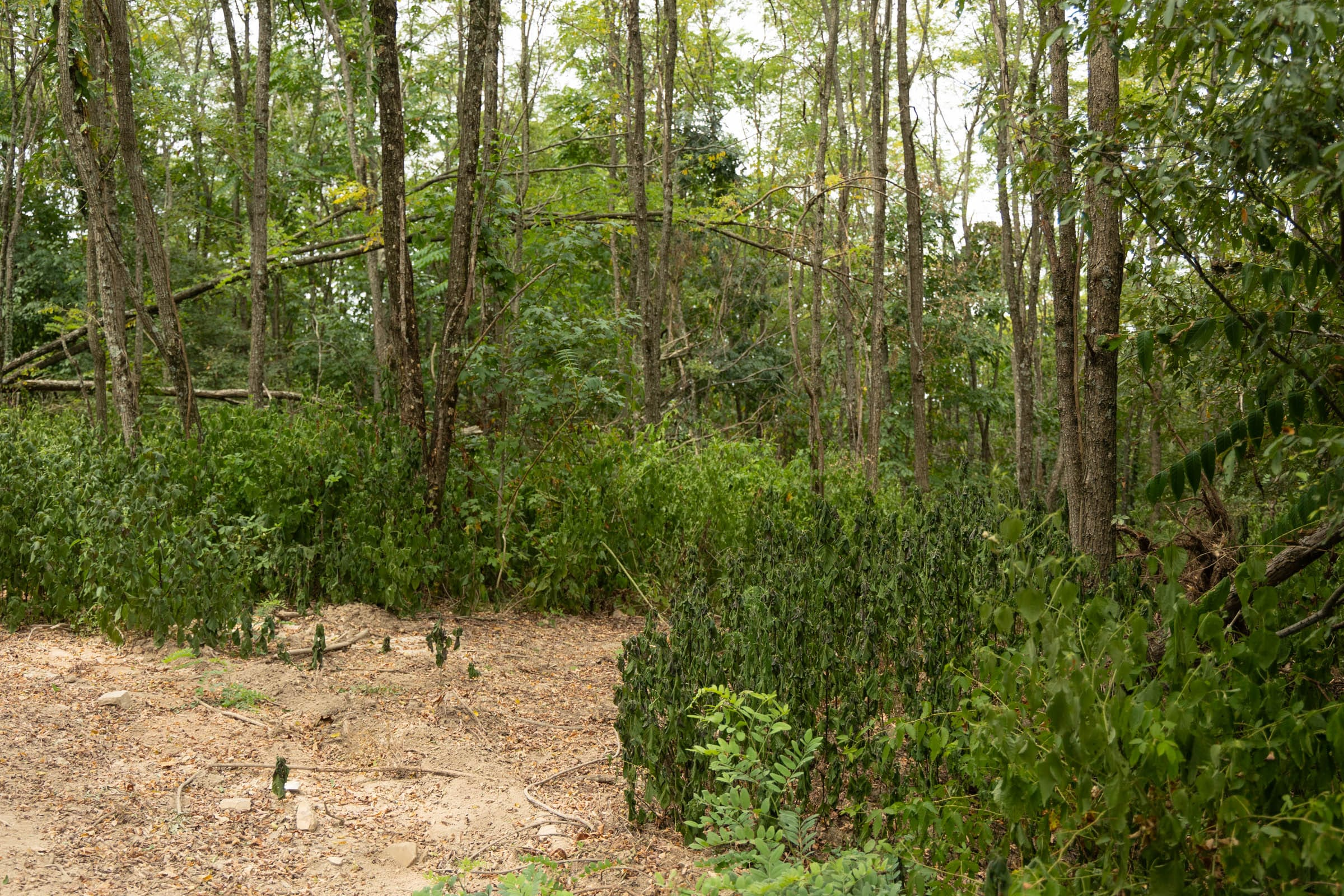 Tract 135 at Big White Oak in Perry County, Tennessee
