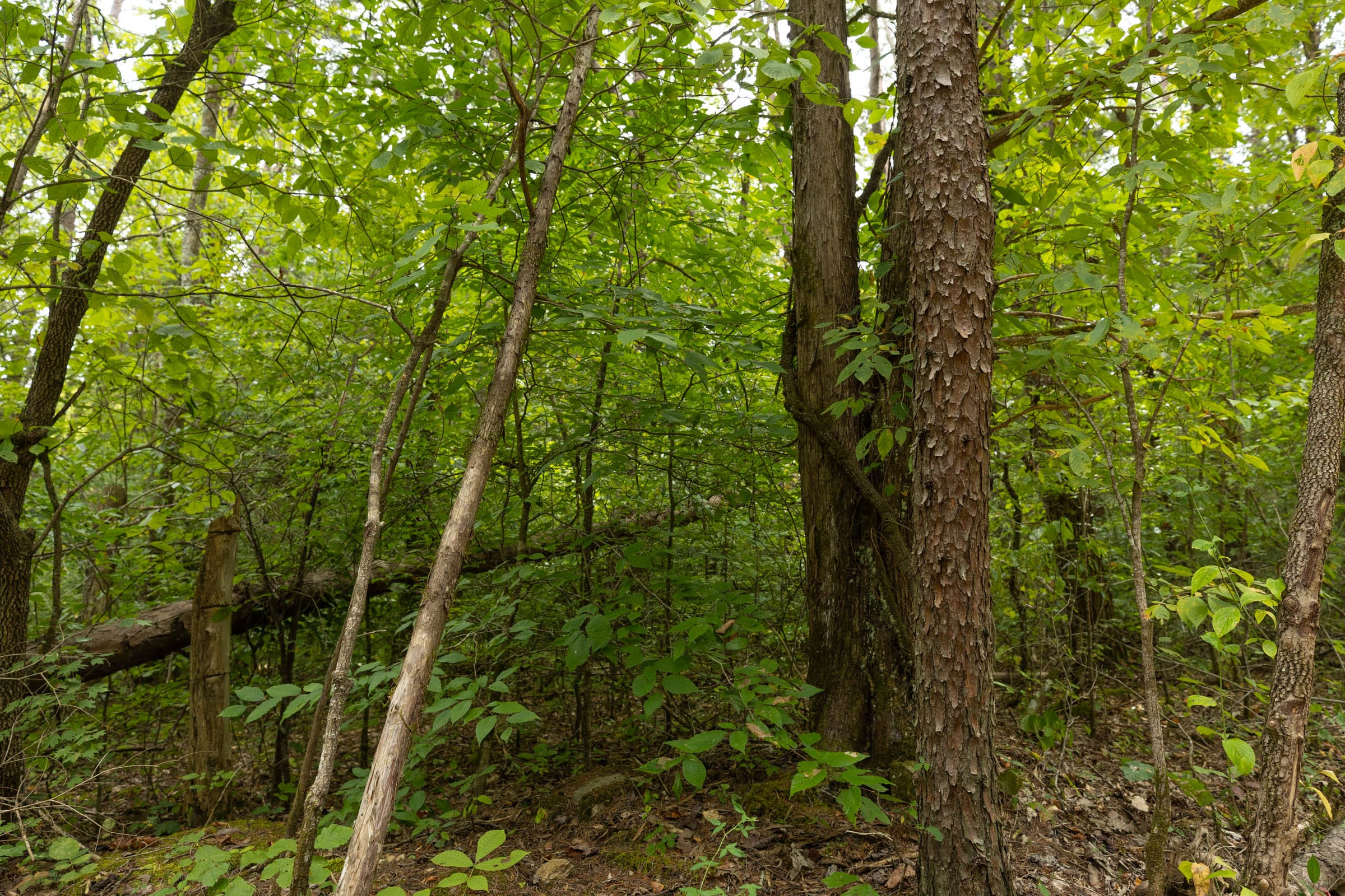 Tract 141 at Big White Oak in Perry County, Tennessee
