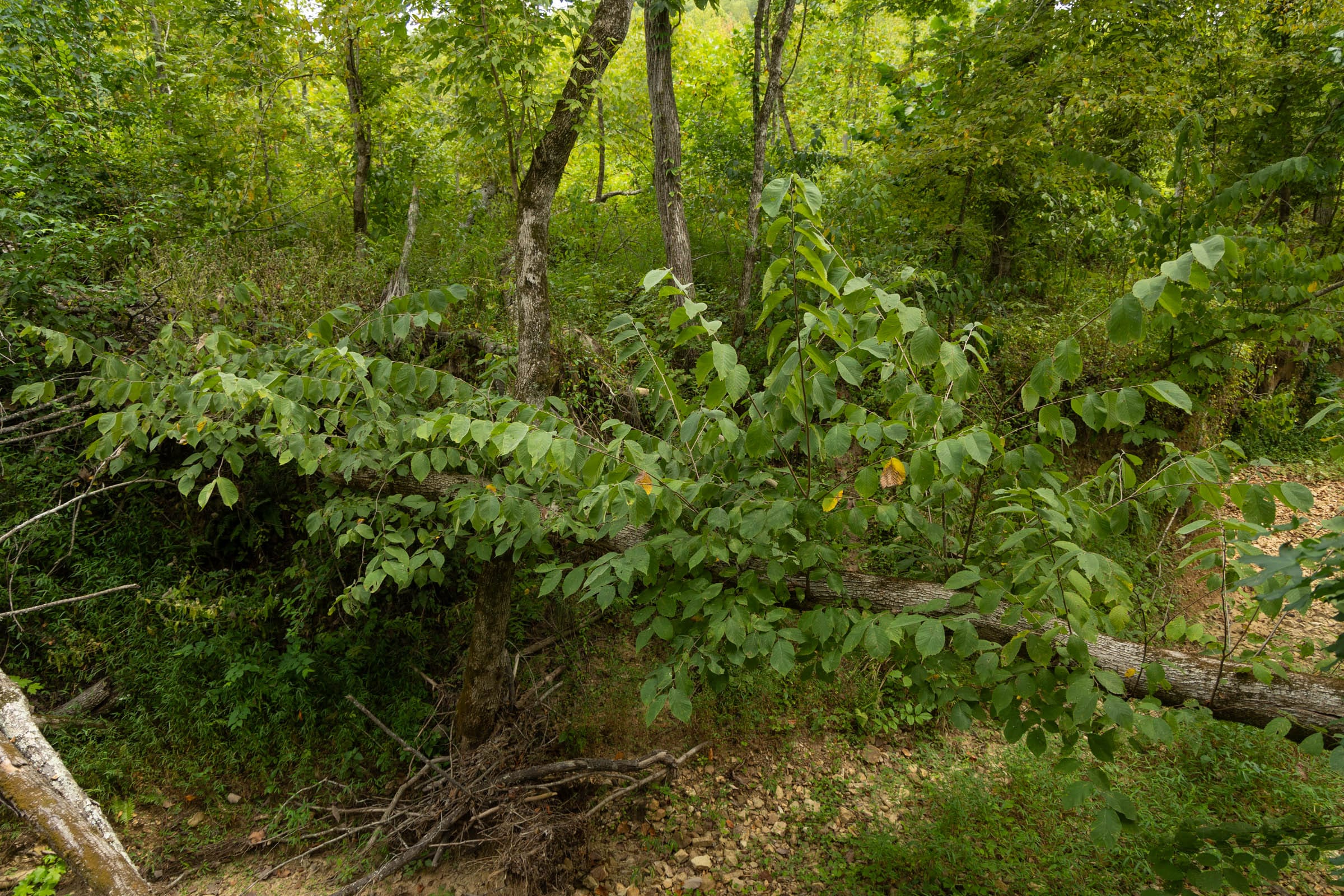 Tract 143 at Big White Oak in Perry County, Tennessee