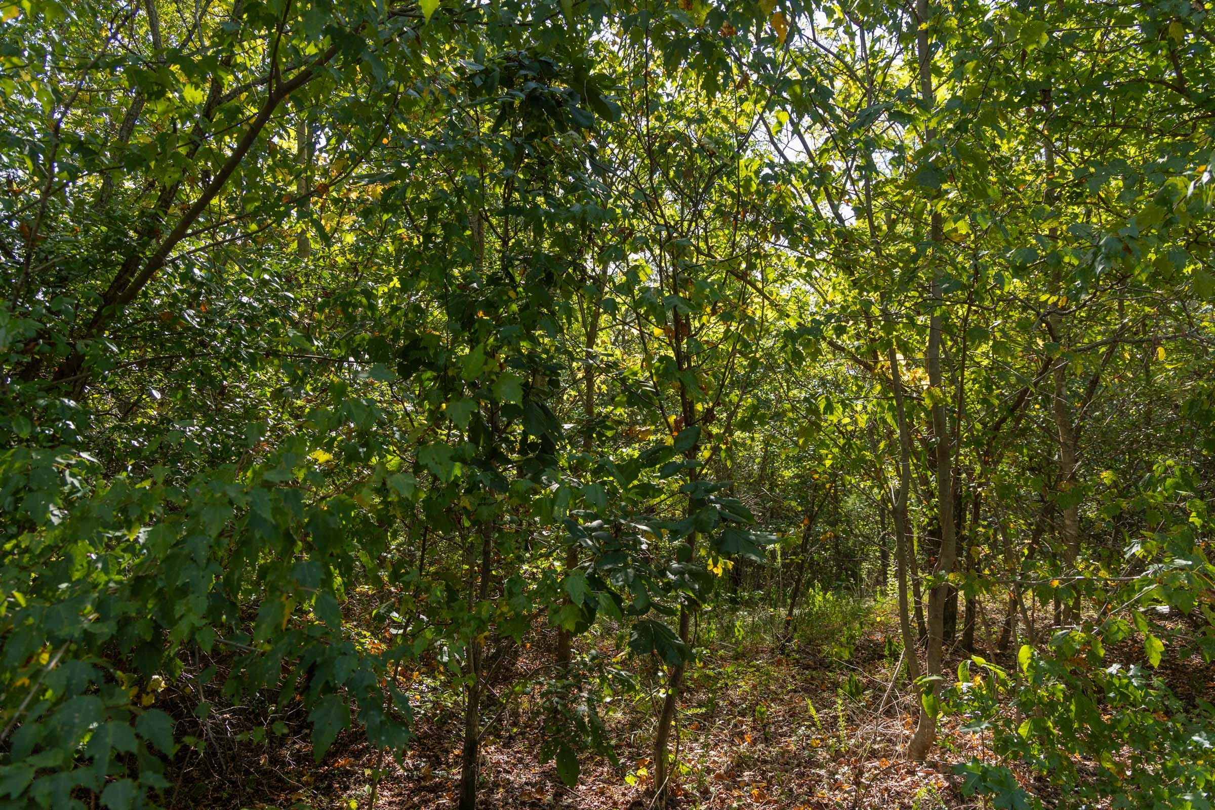 Tract 148 at Big White Oak in Perry County, Tennessee