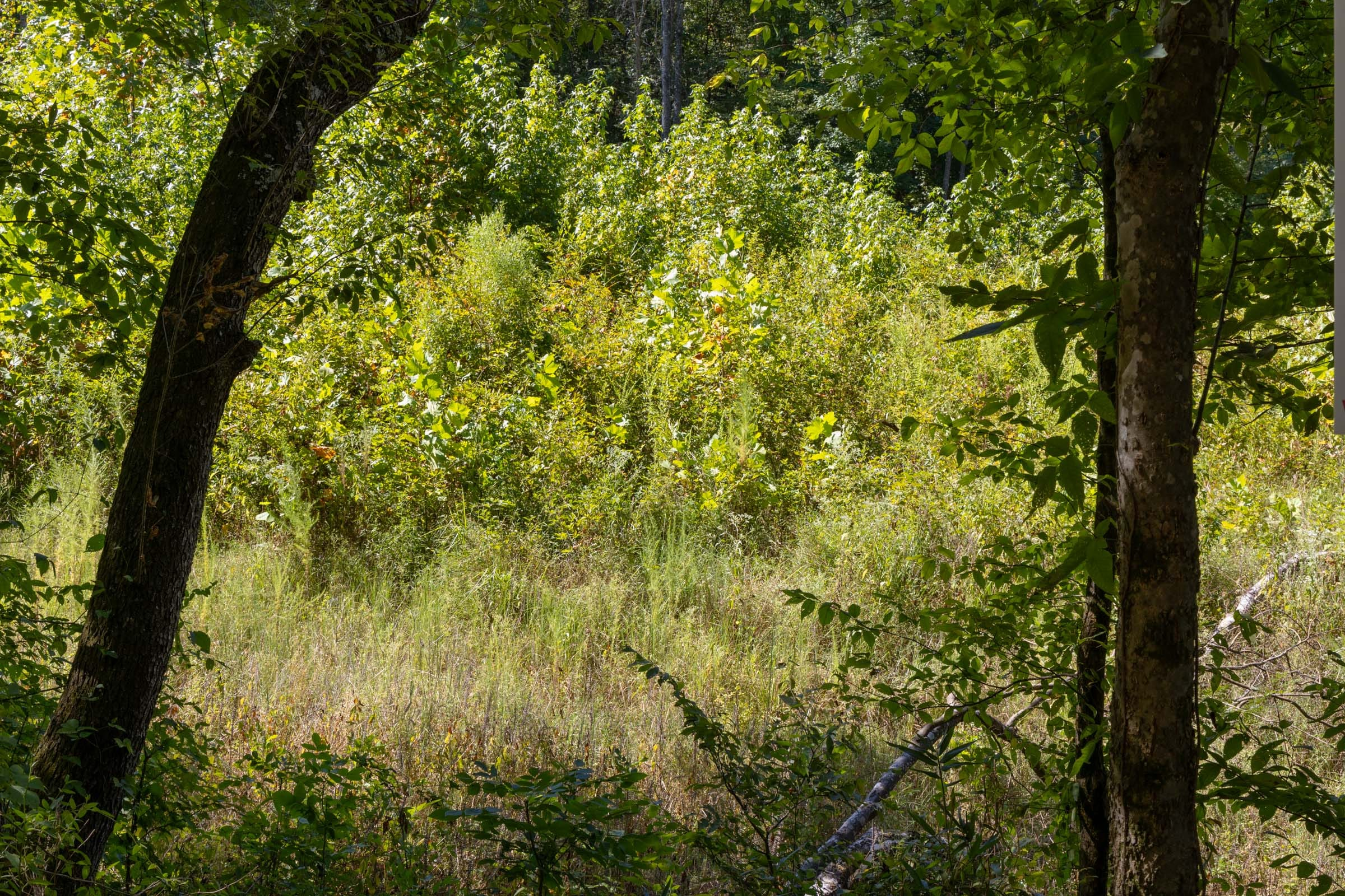 Tract 15 at Big White Oak in Perry County, Tennessee
