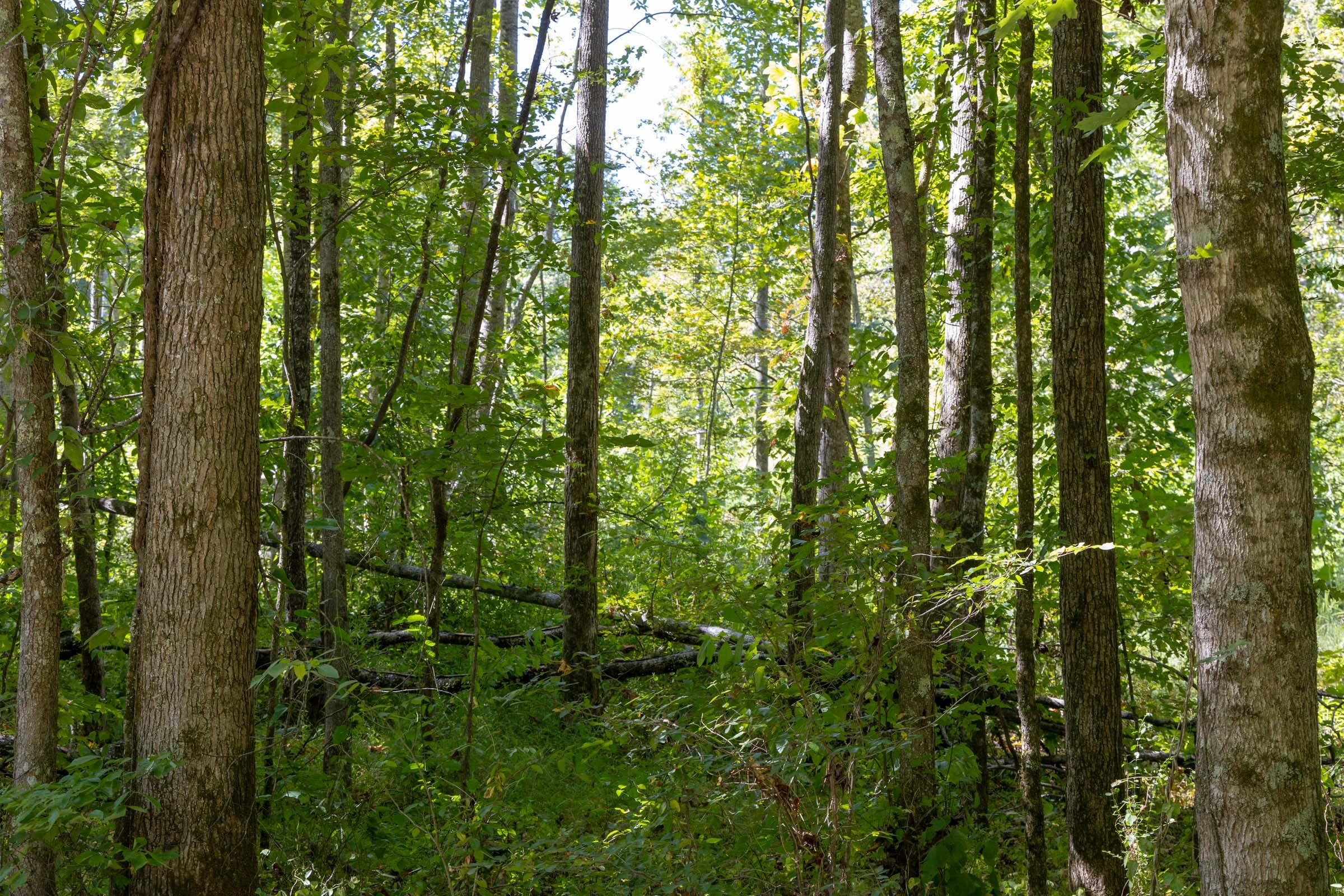 Tract 17 at Big White Oak in Perry County, Tennessee