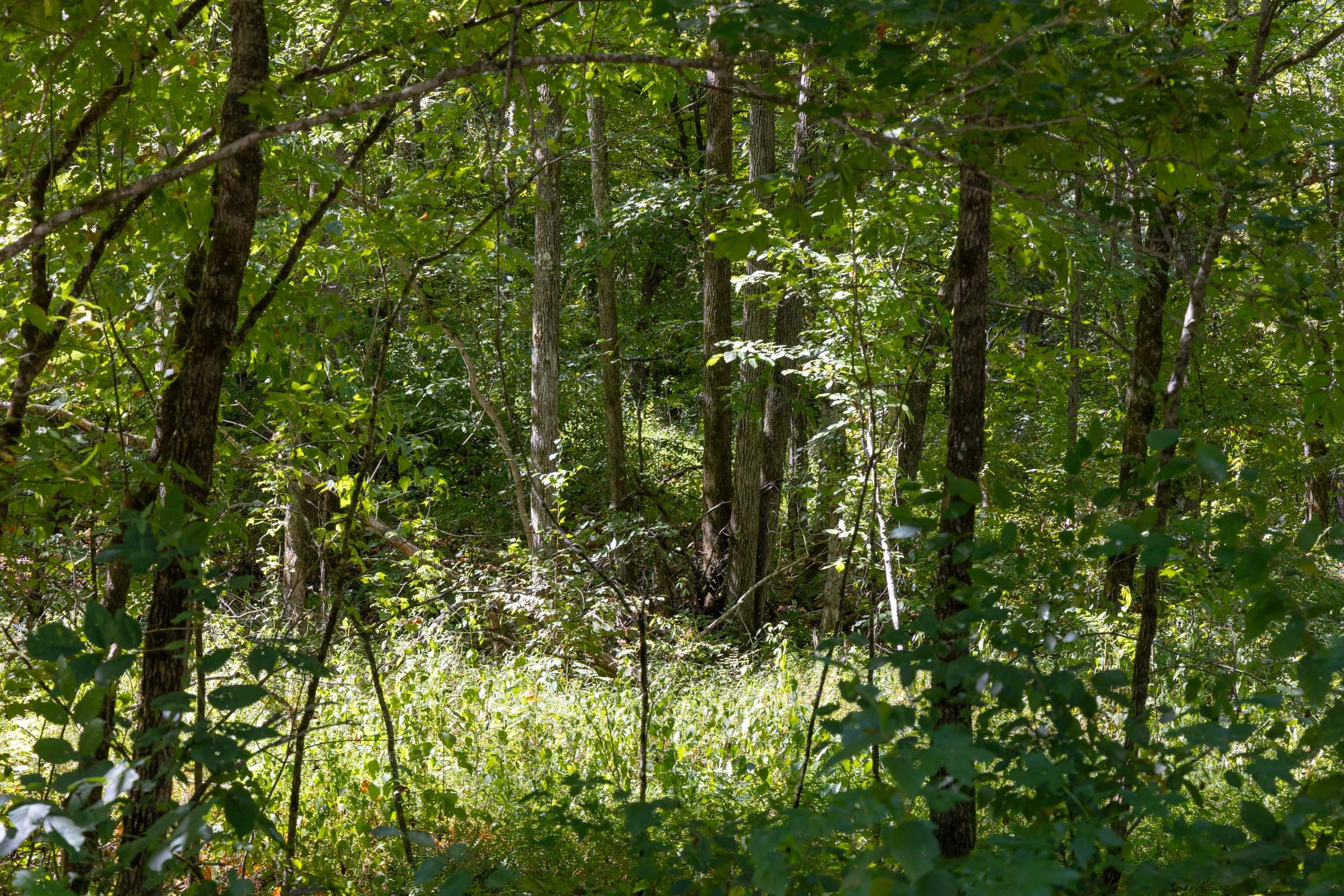 Tract 19 at Big White Oak in Perry County, Tennessee