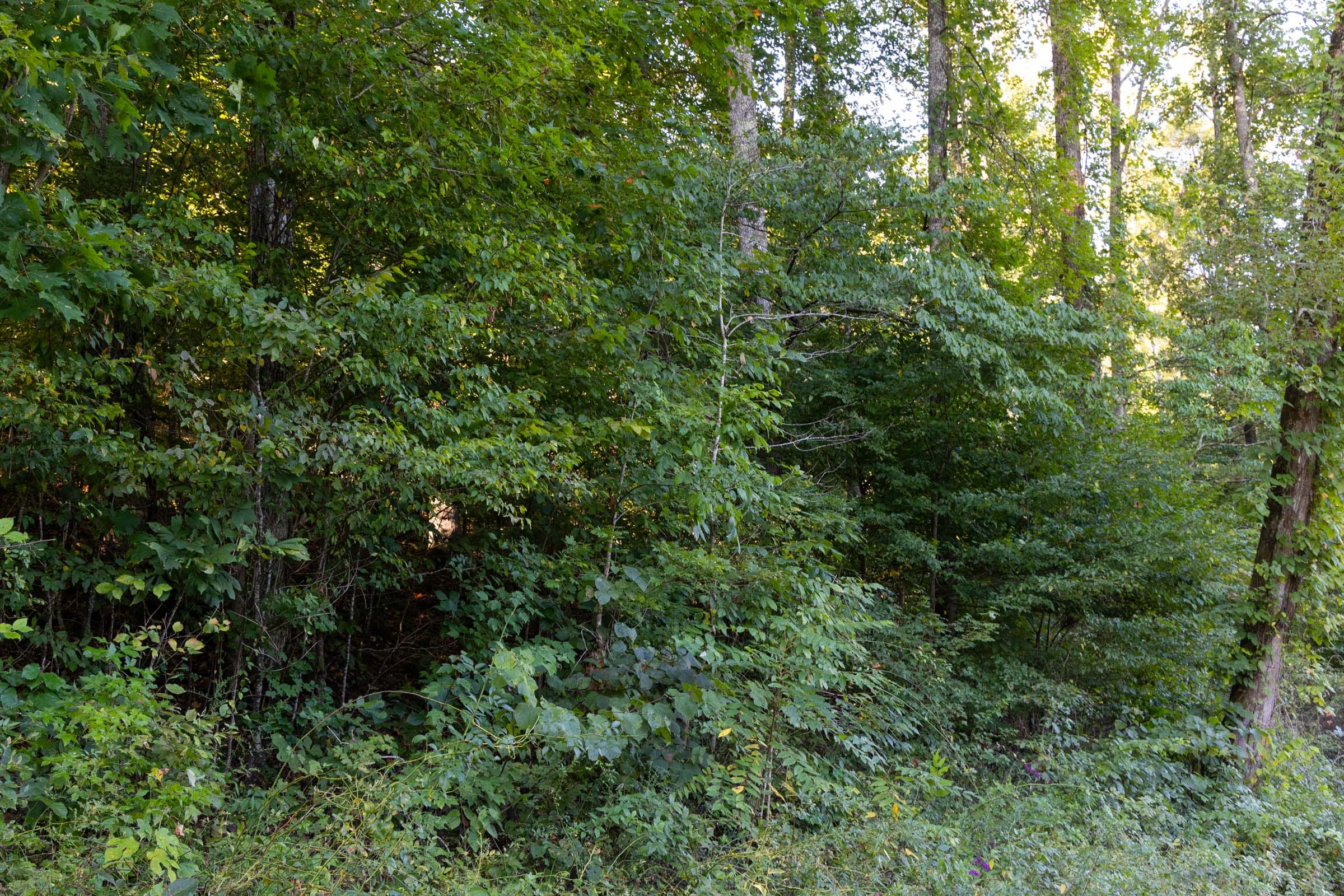 Tract 2 at Big White Oak in Perry County, Tennessee