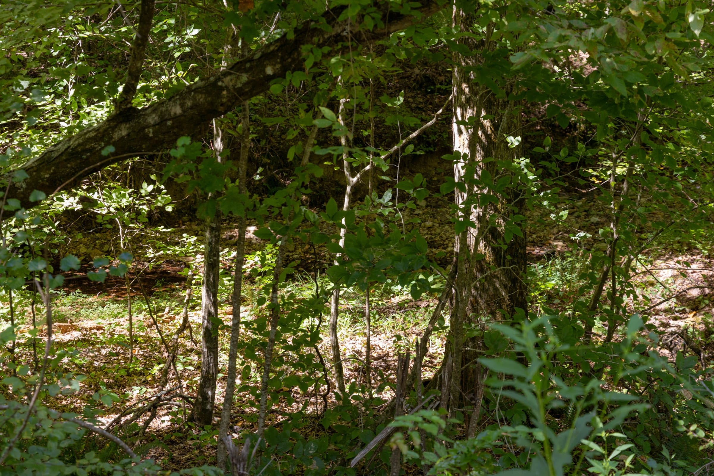 Tract 21 at Big White Oak in Perry County, Tennessee