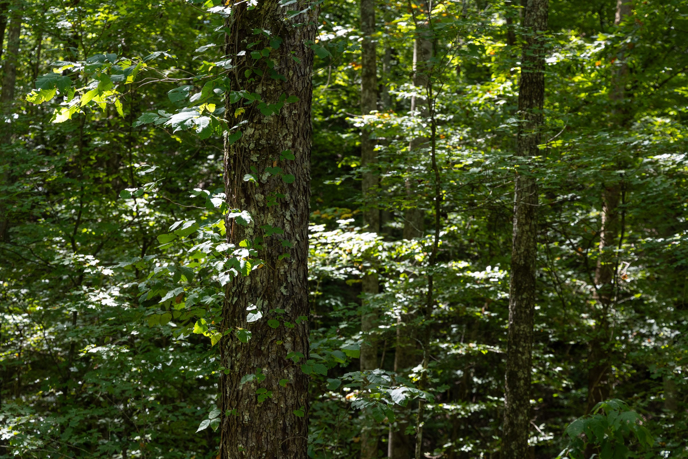 Tract 22 at Big White Oak in Perry County, Tennessee
