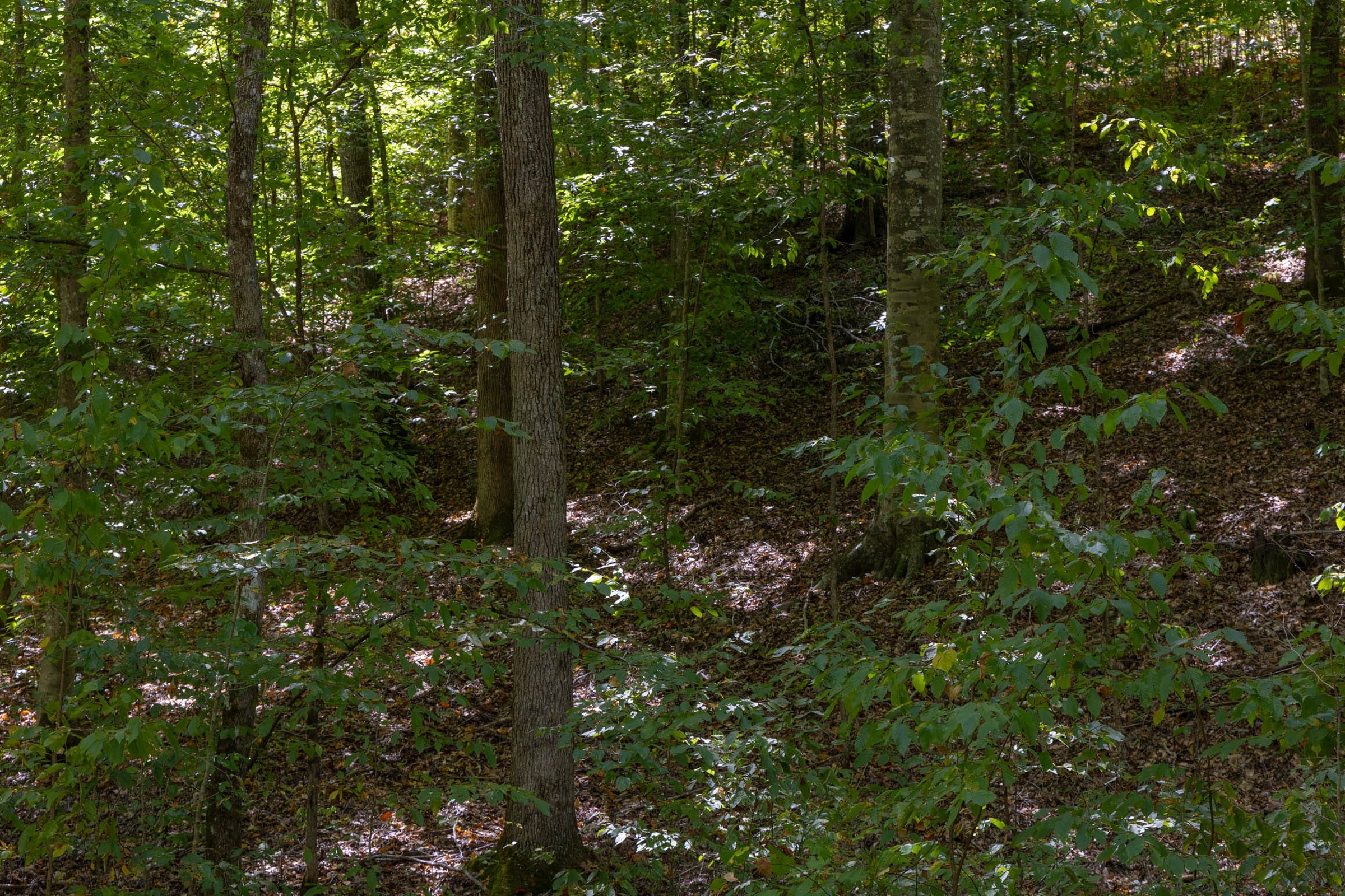 Tract 26 at Big White Oak in Perry County, Tennessee