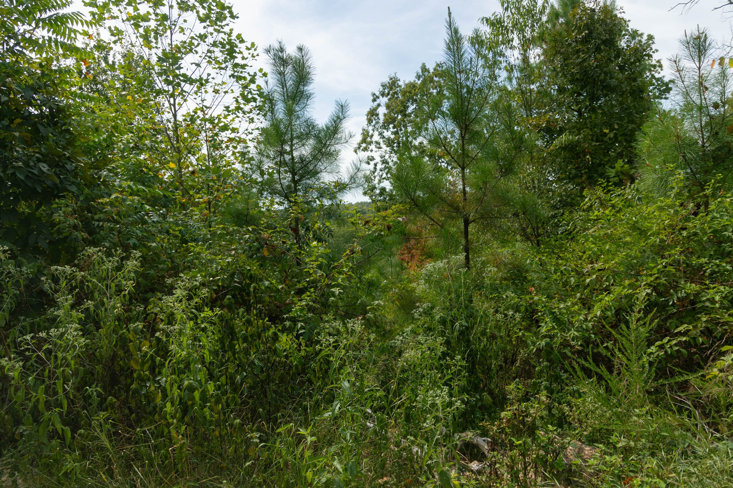 Tract 32 at Big White Oak in Perry County, Tennessee