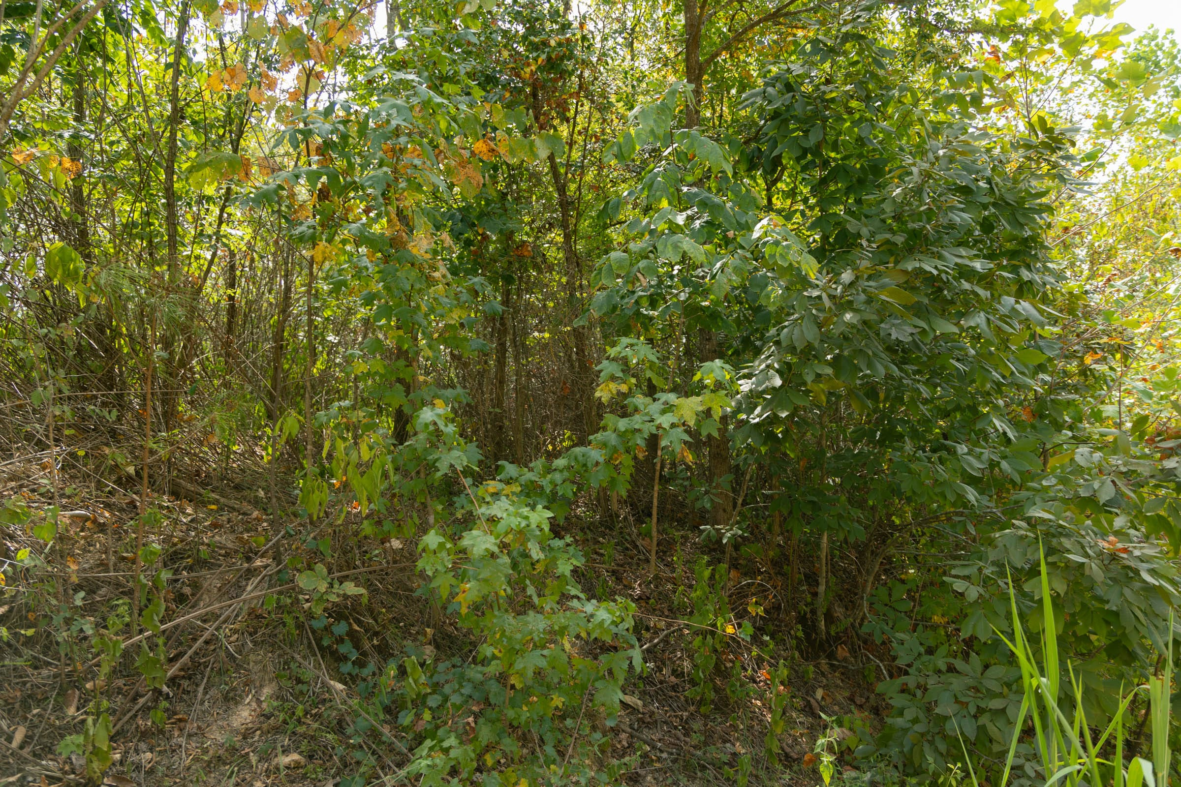 Tract 35 at Big White Oak in Perry County, Tennessee