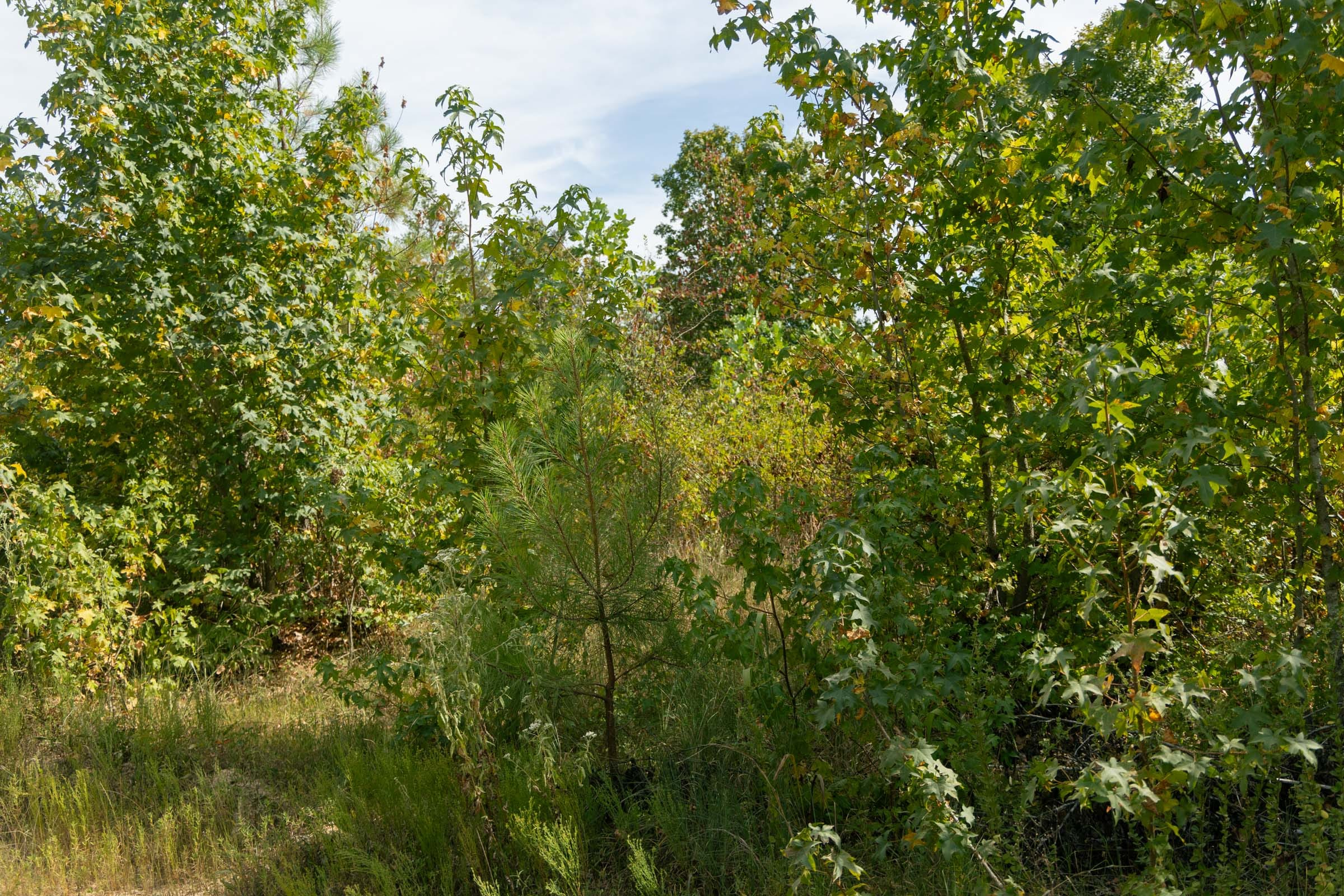 Tract 40 at Big White Oak in Perry County, Tennessee