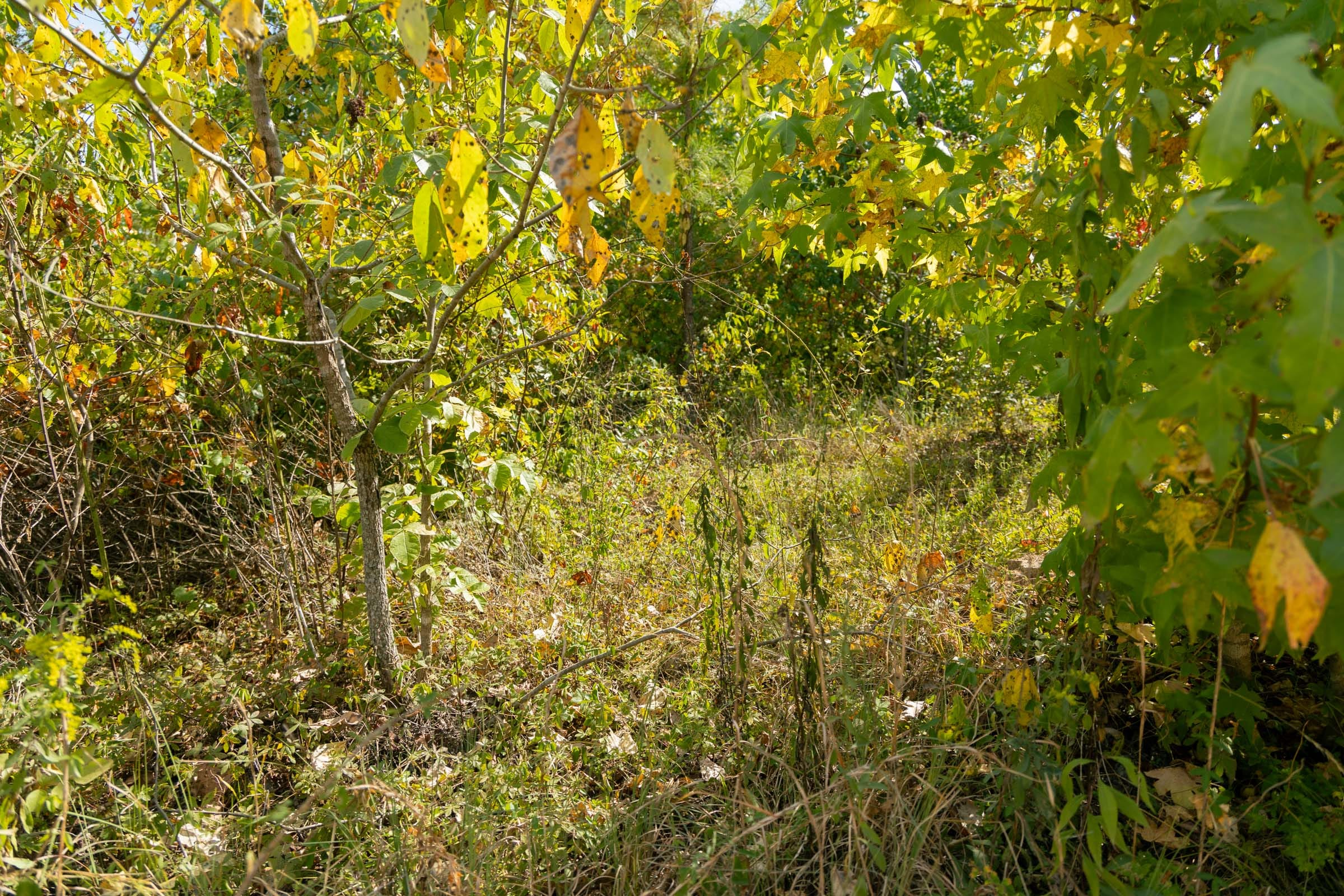 Tract 41 at Big White Oak in Perry County, Tennessee