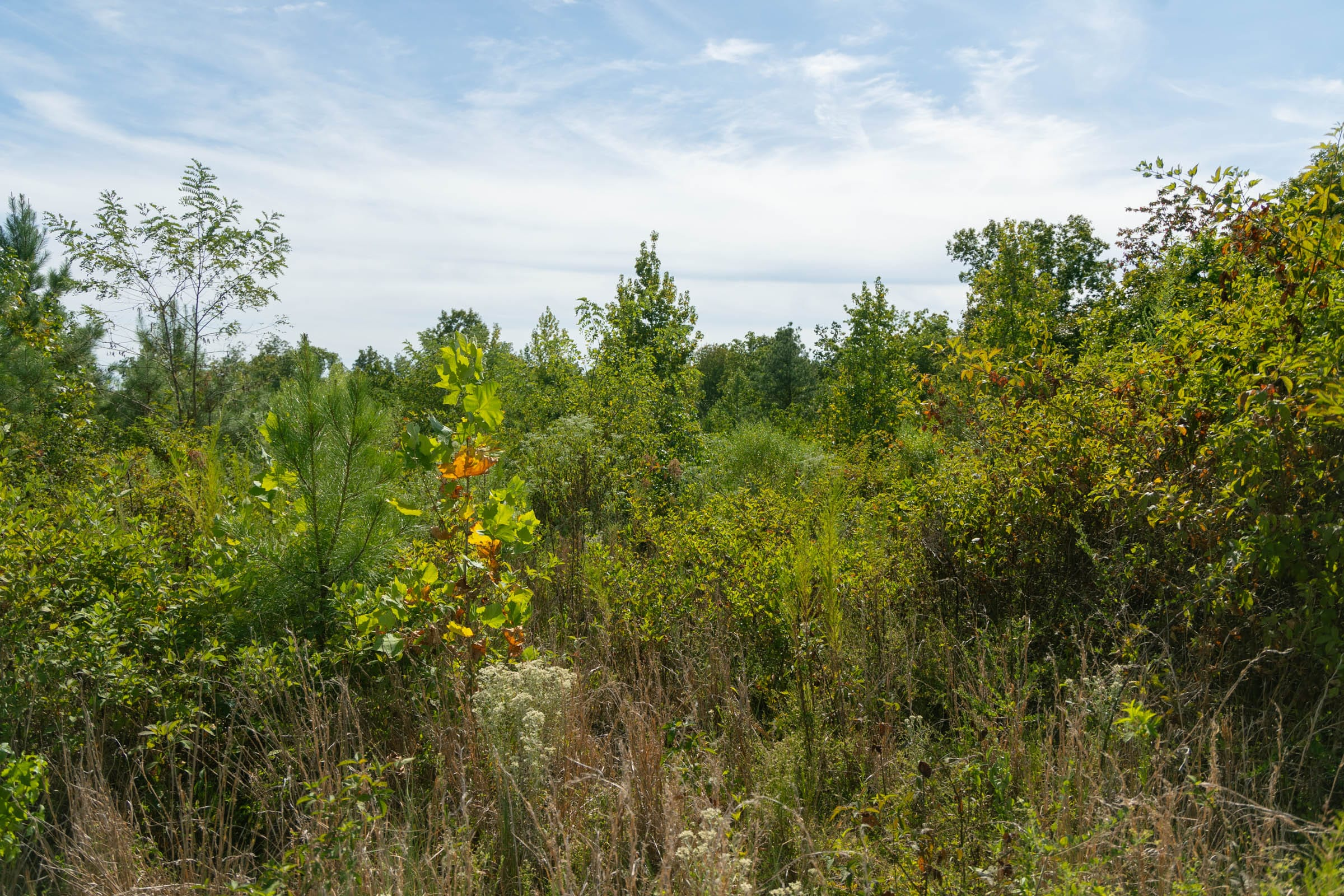 Tract 42 at Big White Oak in Perry County, Tennessee
