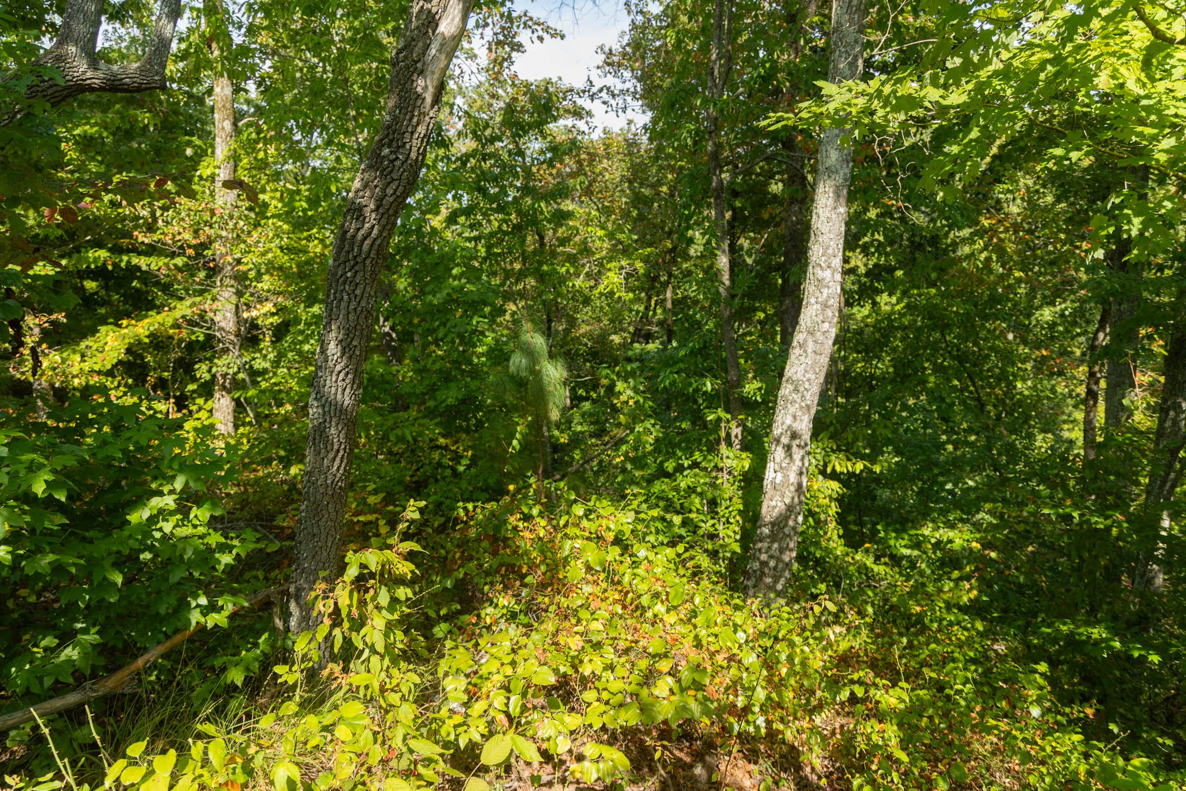 Tract 43 at Big White Oak in Perry County, Tennessee