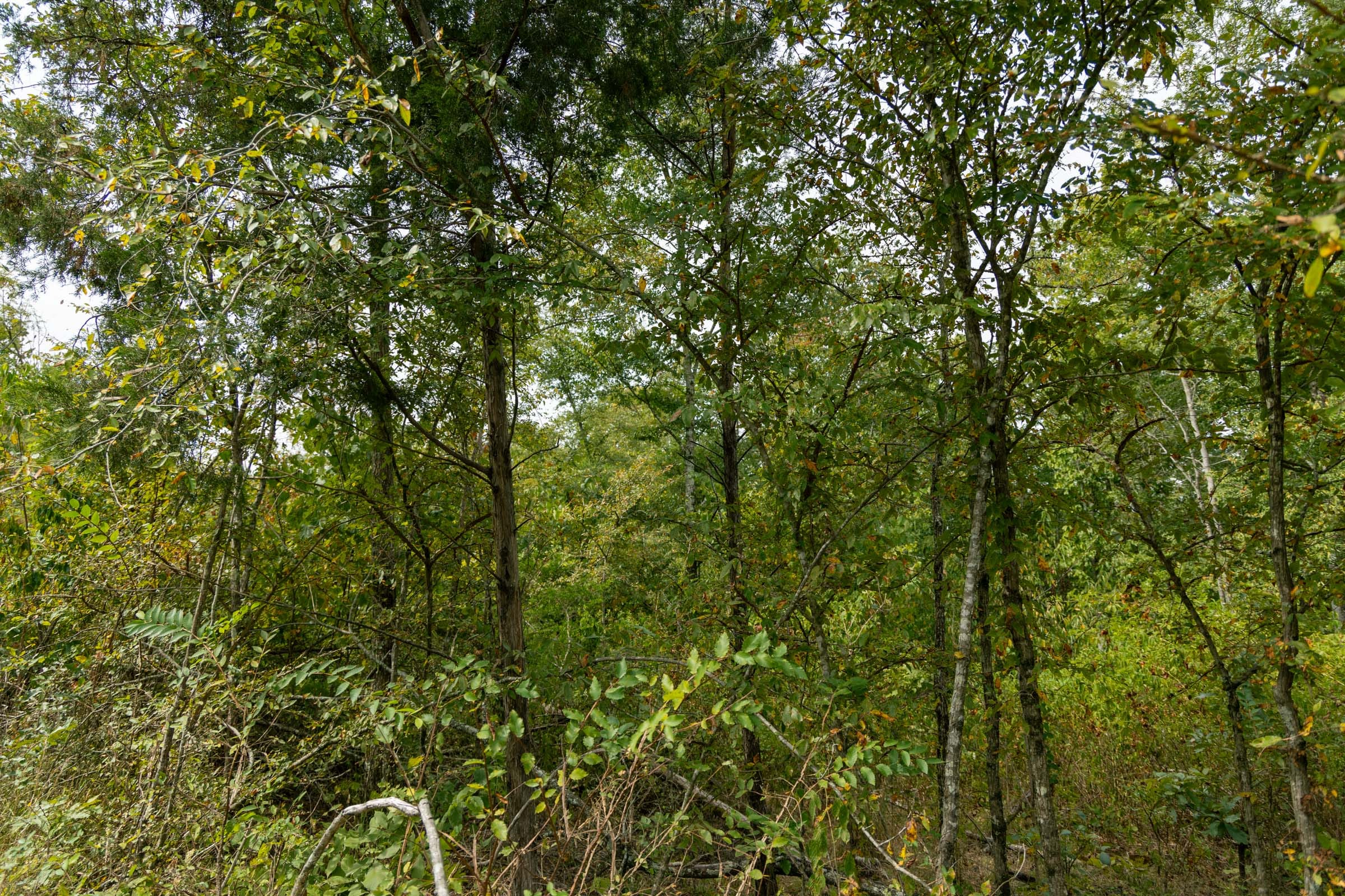 Tract 45 at Big White Oak in Perry County, Tennessee