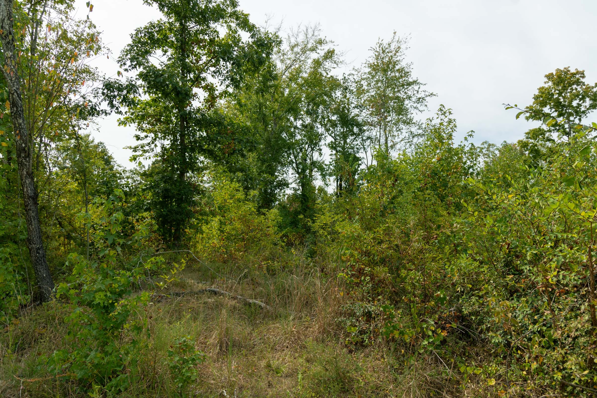 Tract 46 at Big White Oak in Perry County, Tennessee