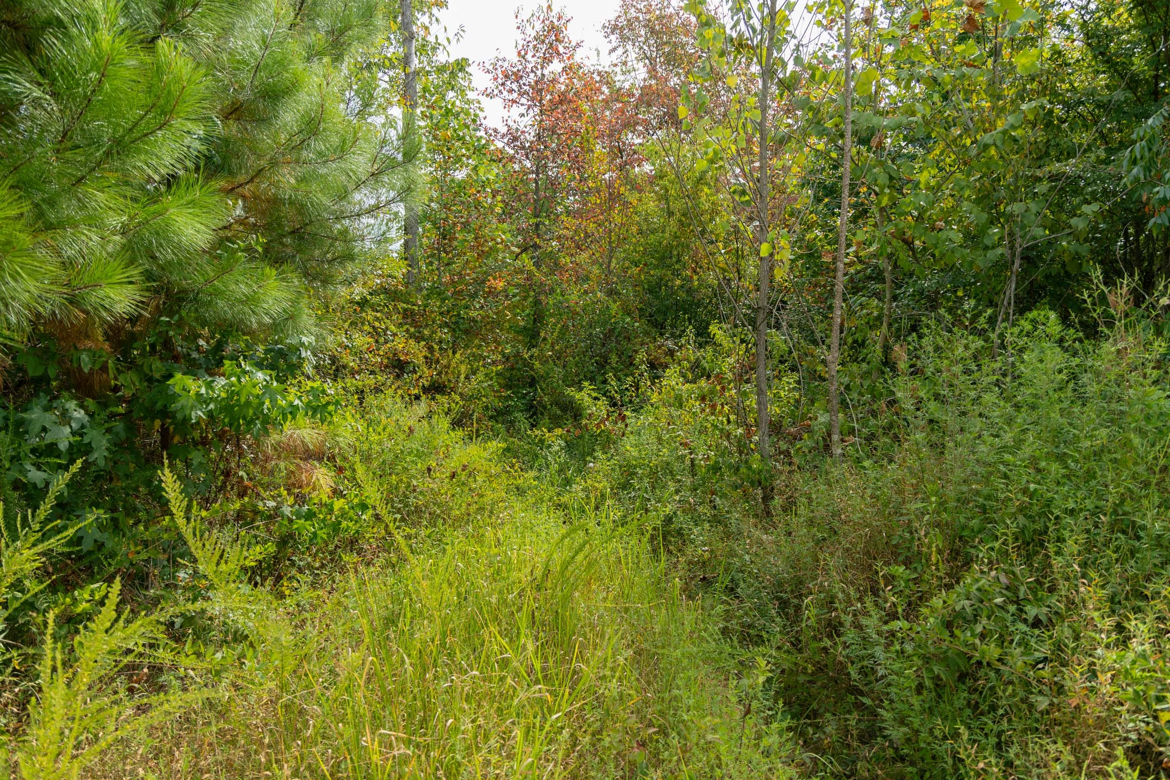 Tract 47 at Big White Oak in Perry County, Tennessee