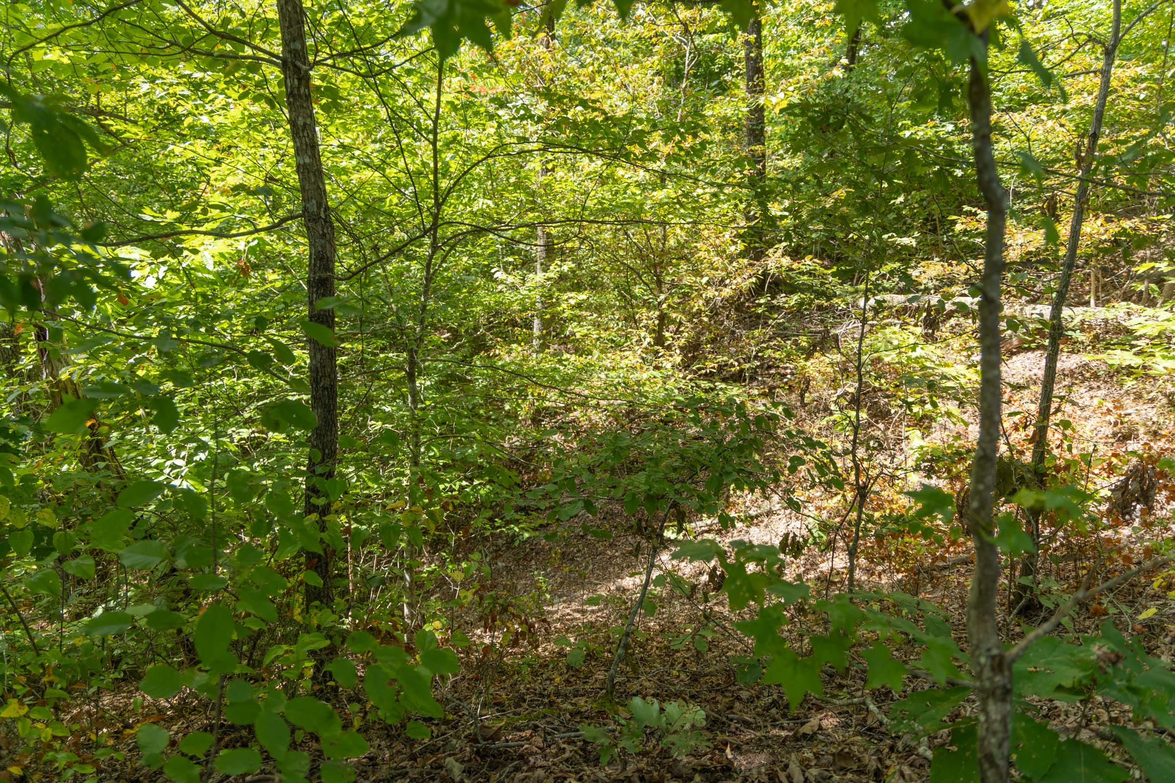 Tract 56 at Big White Oak in Perry County, Tennessee