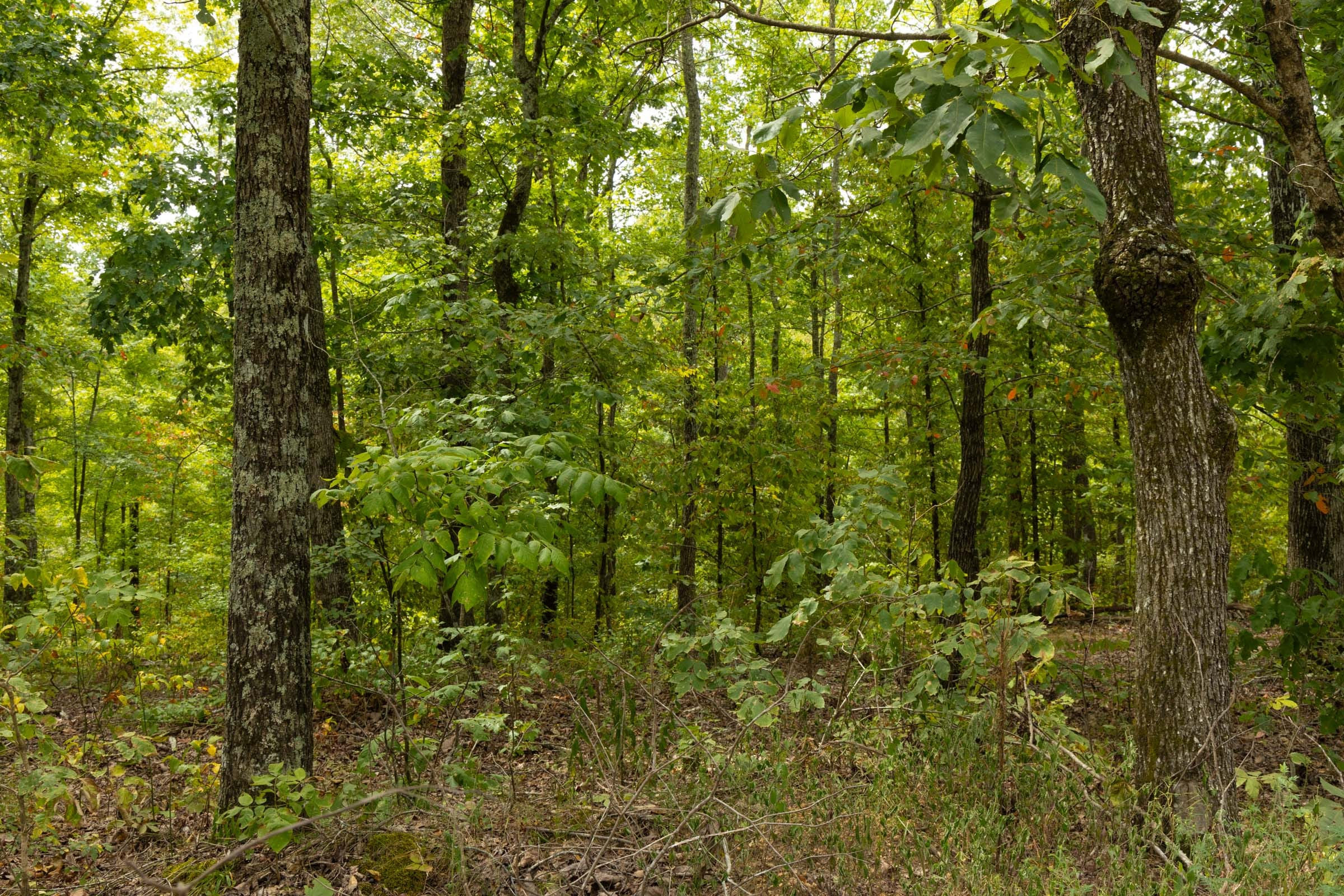 Tract 65 at Big White Oak in Perry County, Tennessee