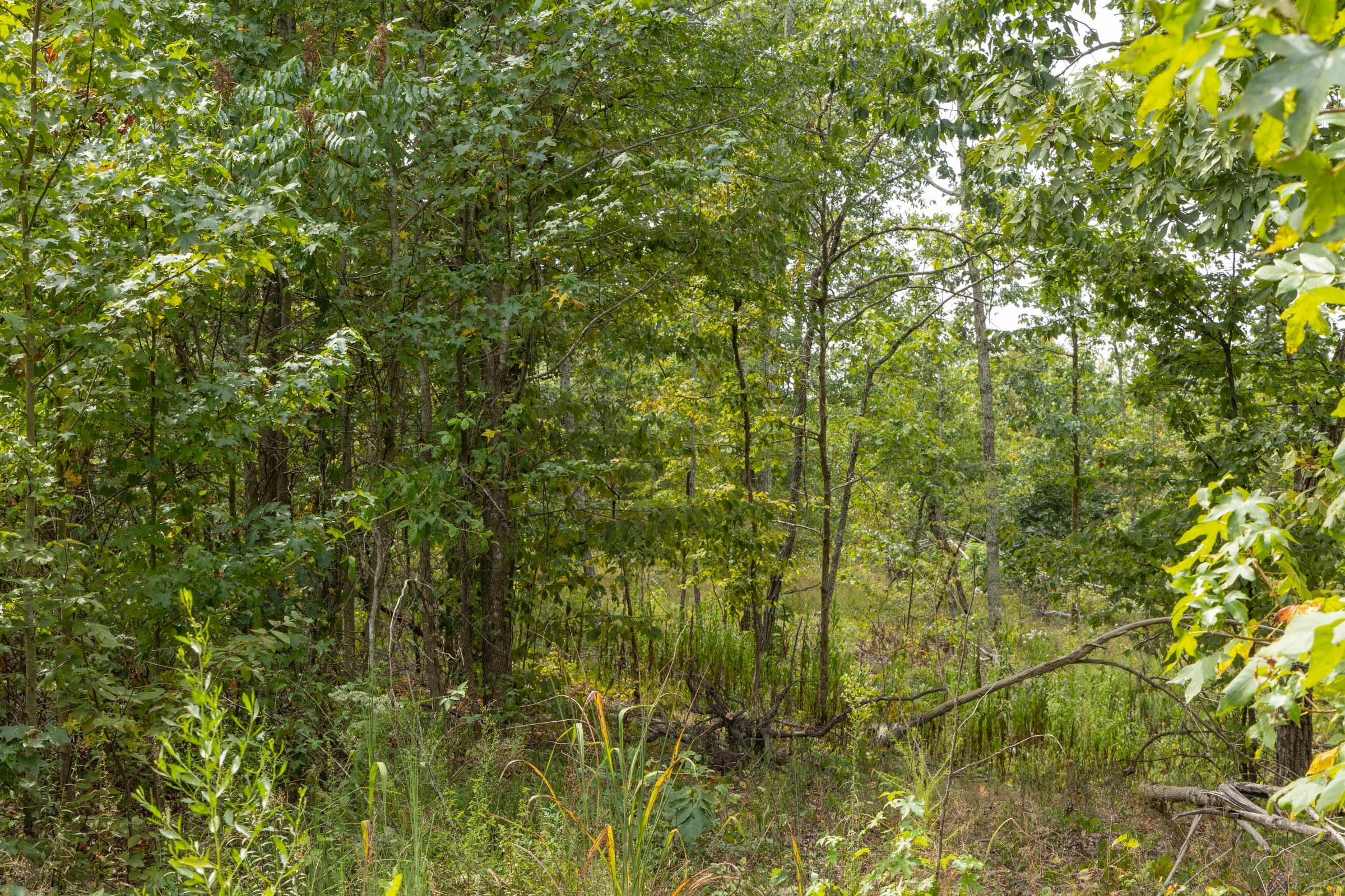 Tract 66 at Big White Oak in Perry County, Tennessee