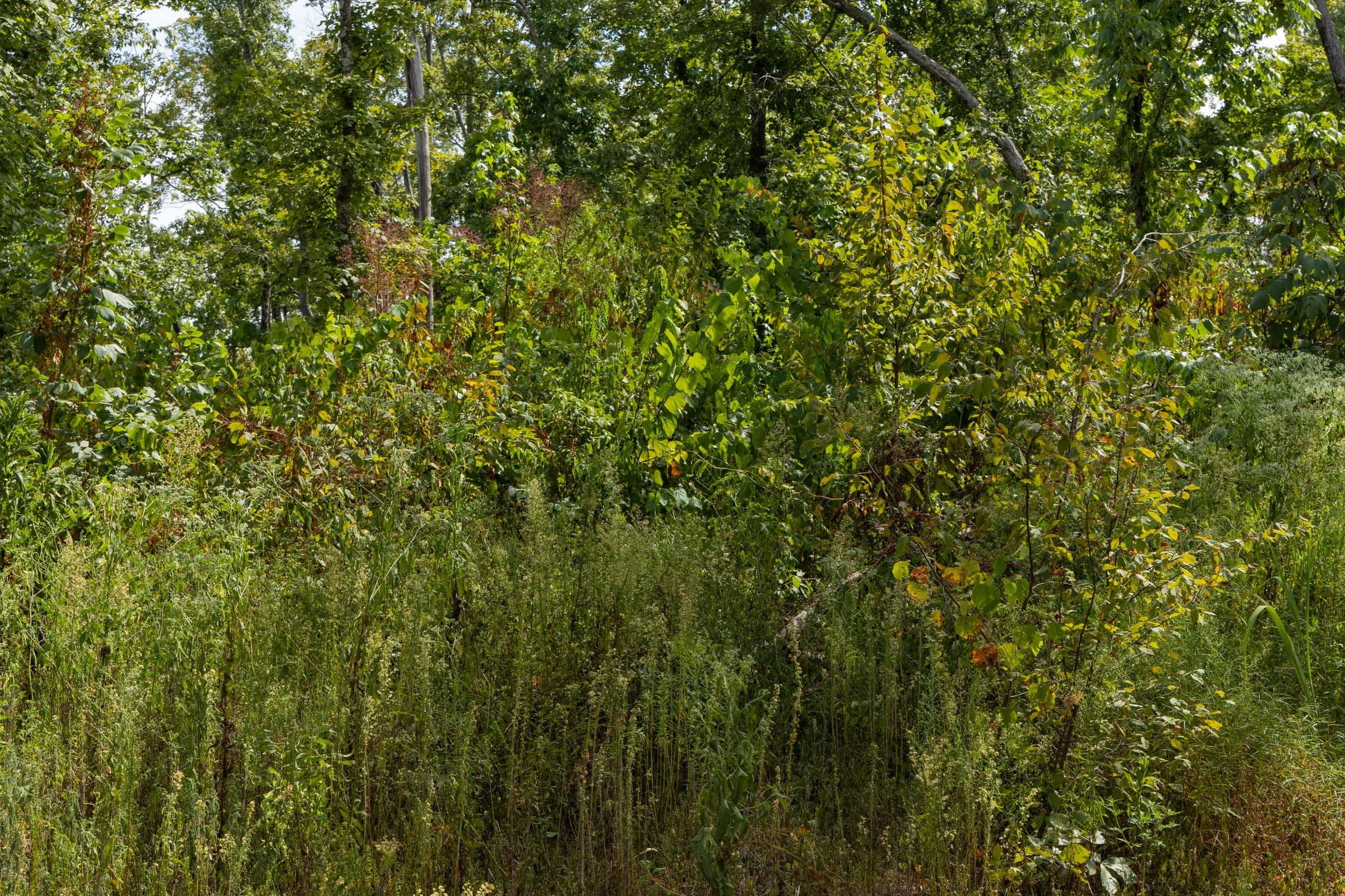 Tract 75 at Big White Oak in Perry County, Tennessee