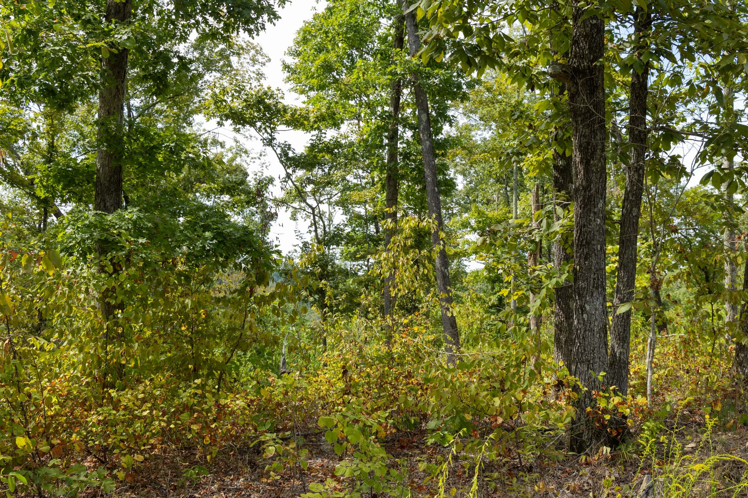 Tract 76 at Big White Oak in Perry County, Tennessee