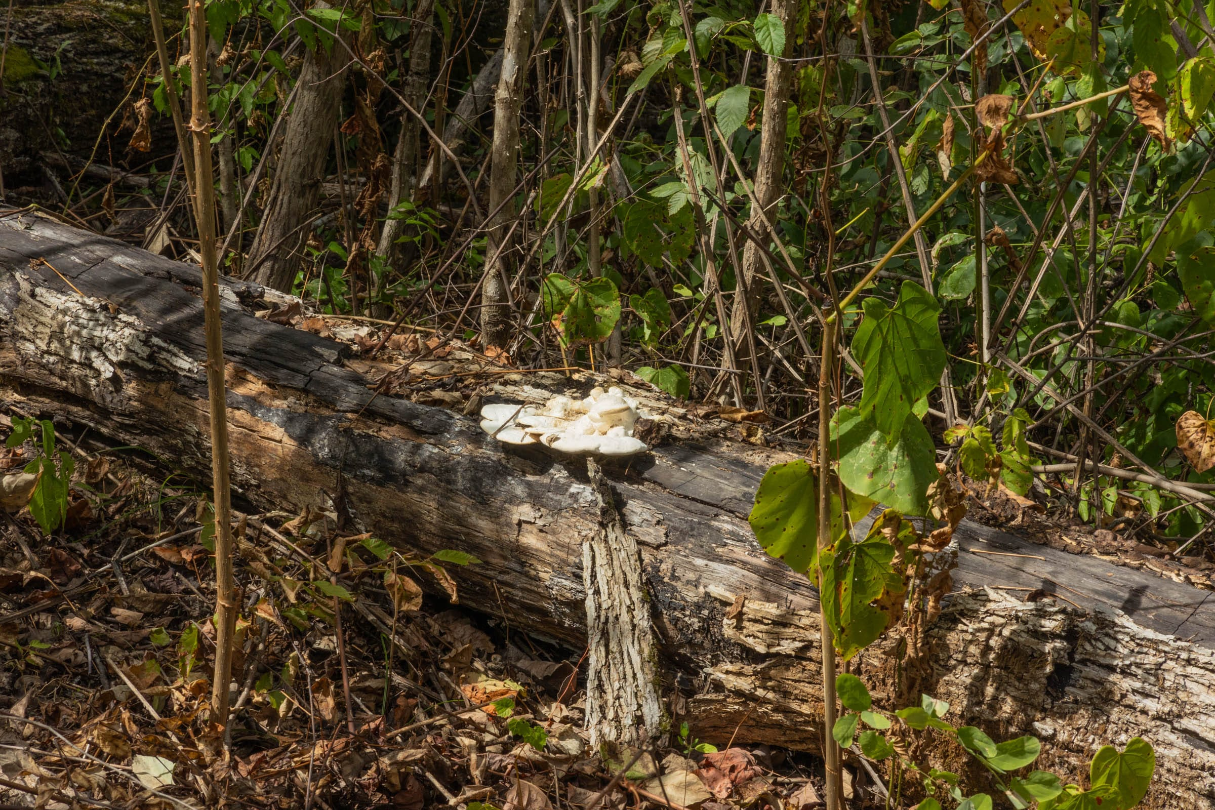 Tract 78 at Big White Oak in Perry County, Tennessee