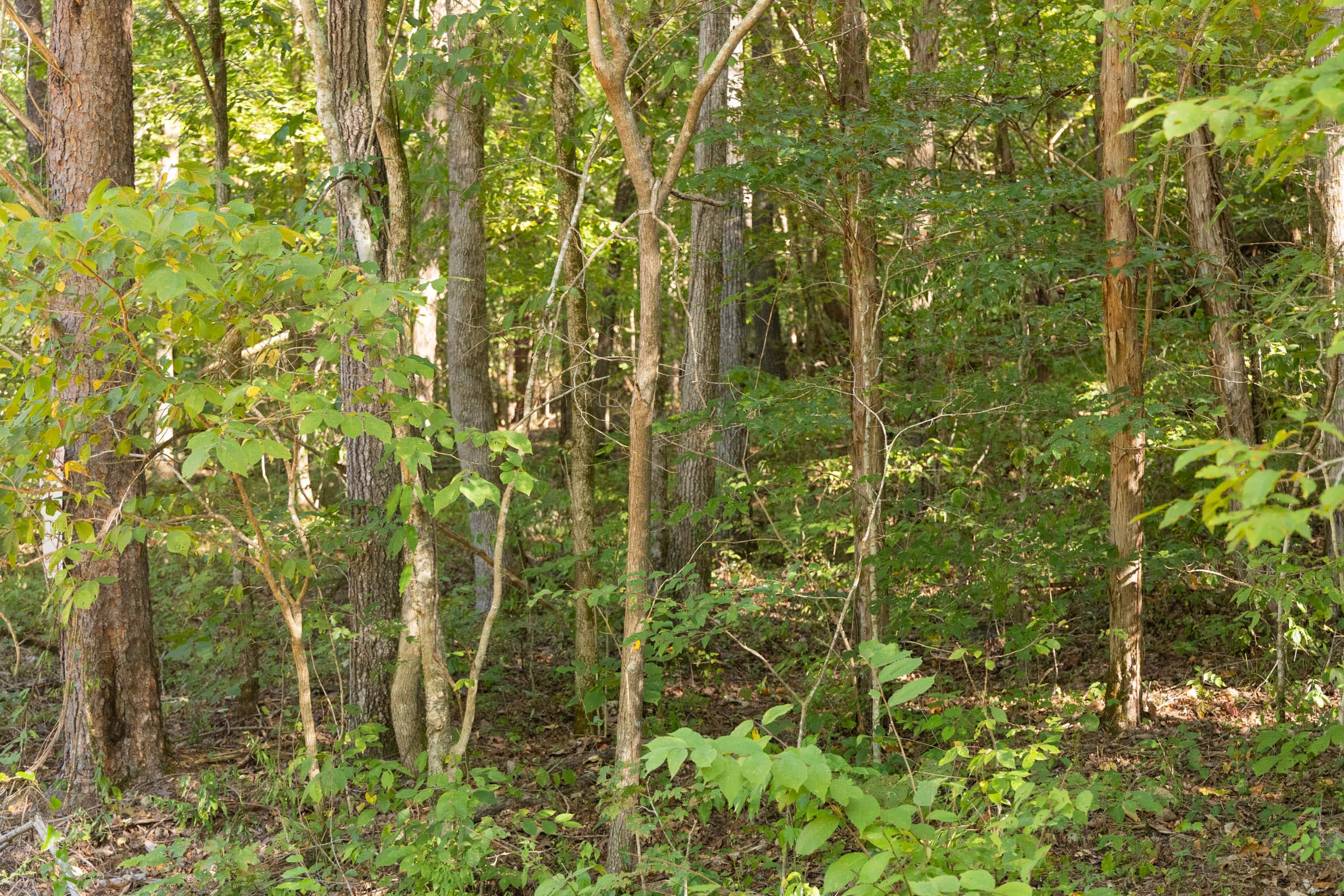 Tract 81 at Big White Oak in Perry County, Tennessee
