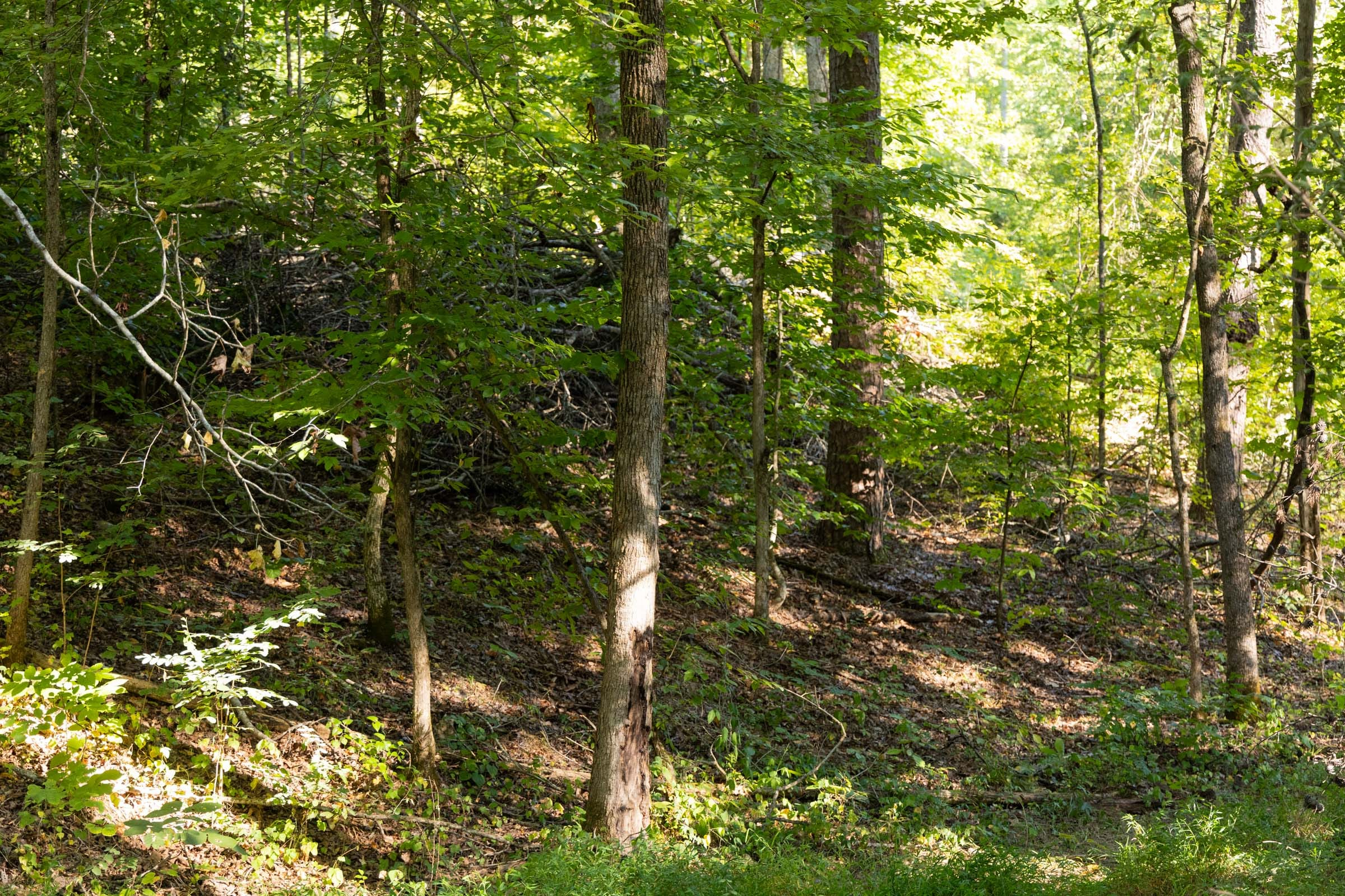 Tract 84 at Big White Oak in Perry County, Tennessee