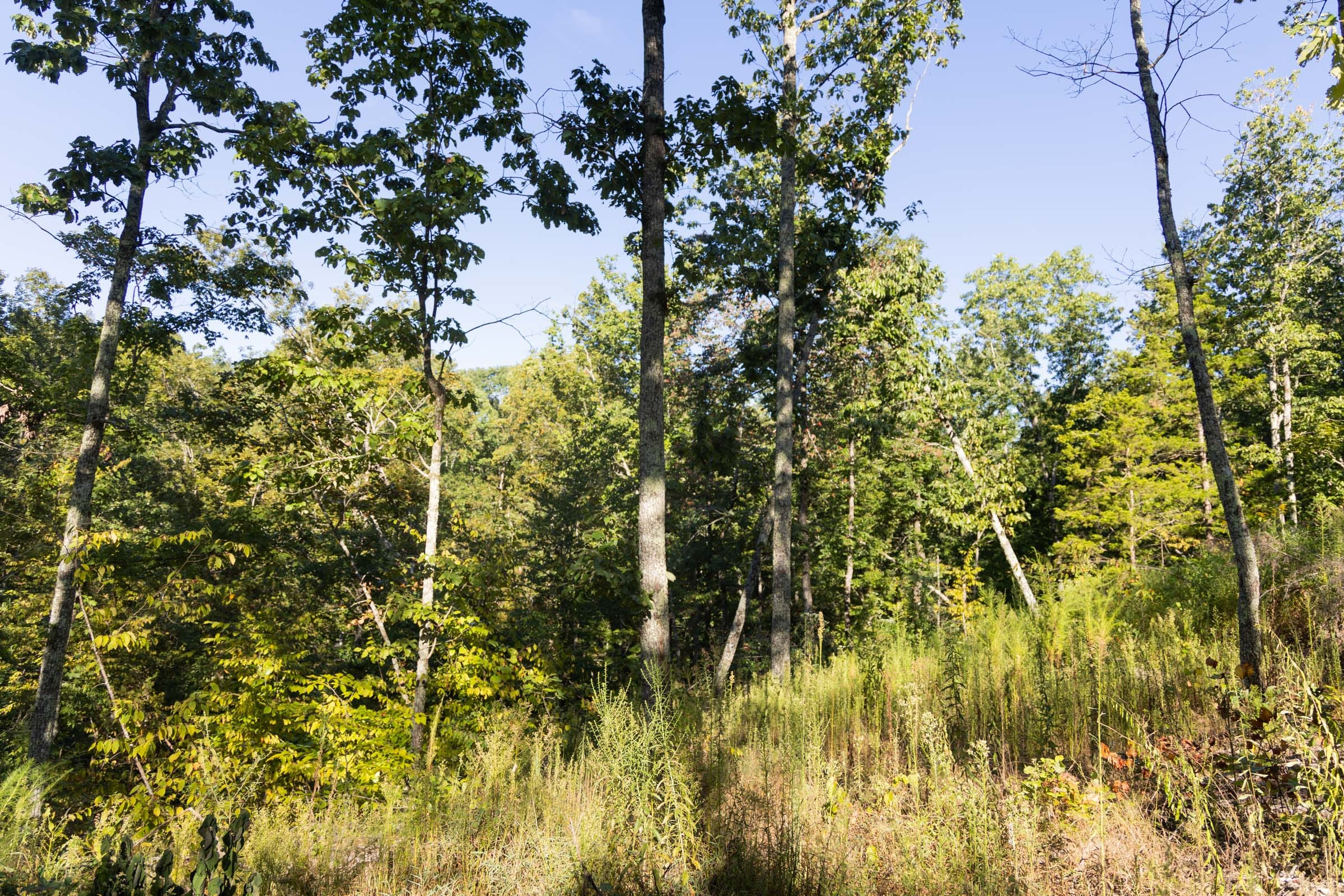 Tract 85 at Big White Oak in Perry County, Tennessee