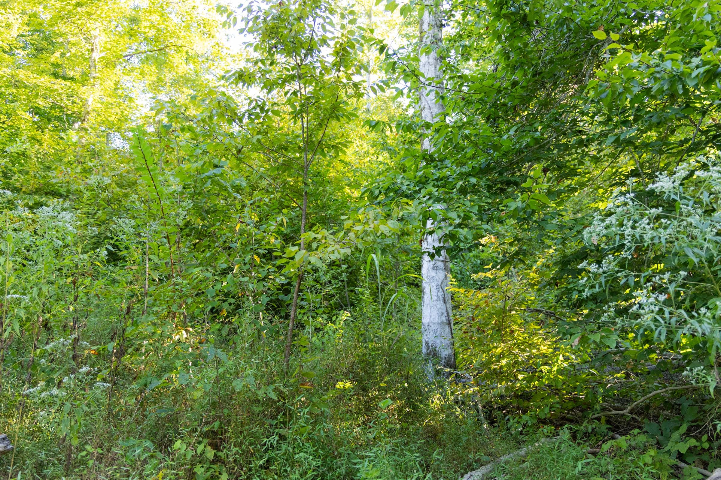 Tract 87 at Big White Oak in Perry County, Tennessee