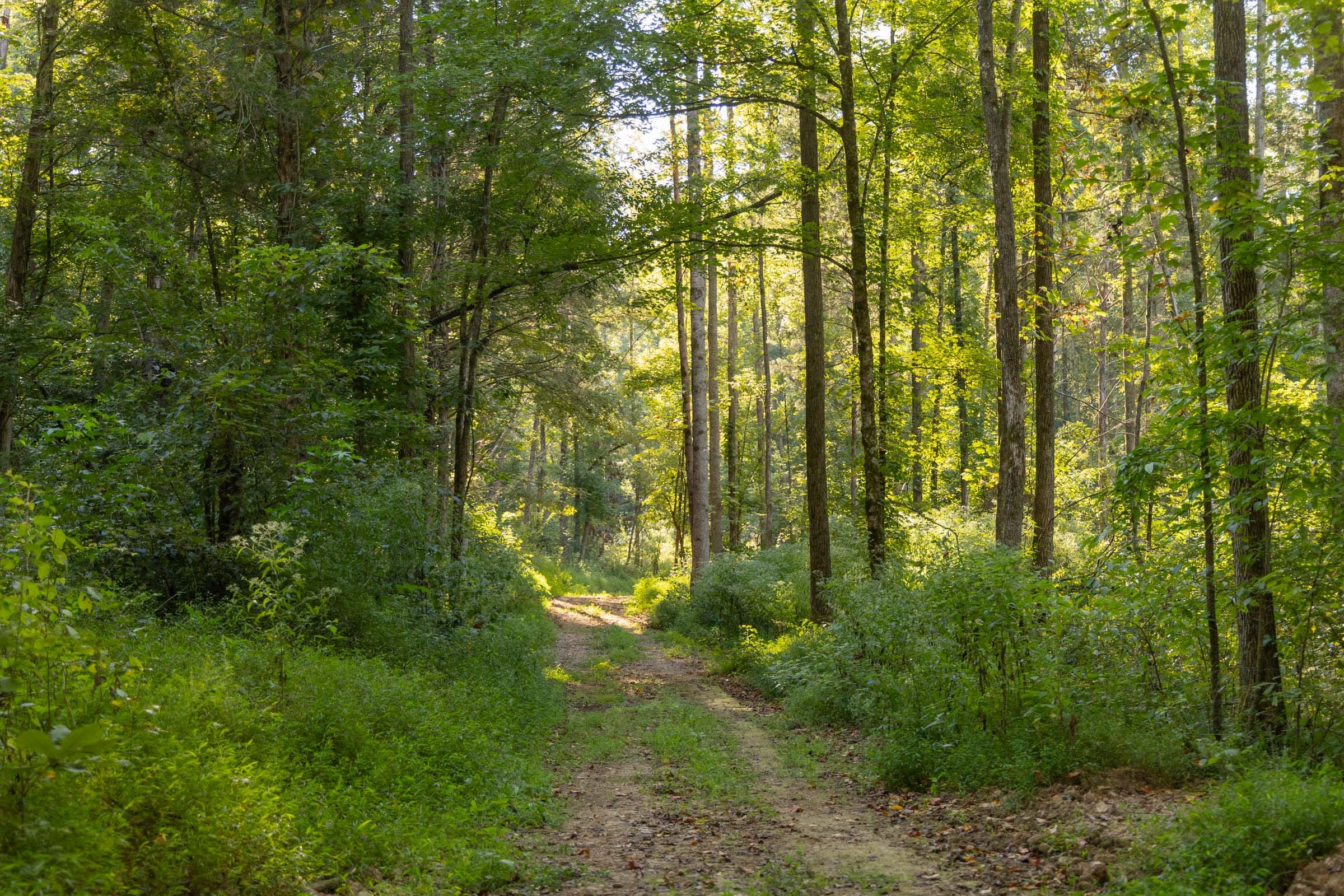 Tract 88 at Big White Oak in Perry County, Tennessee