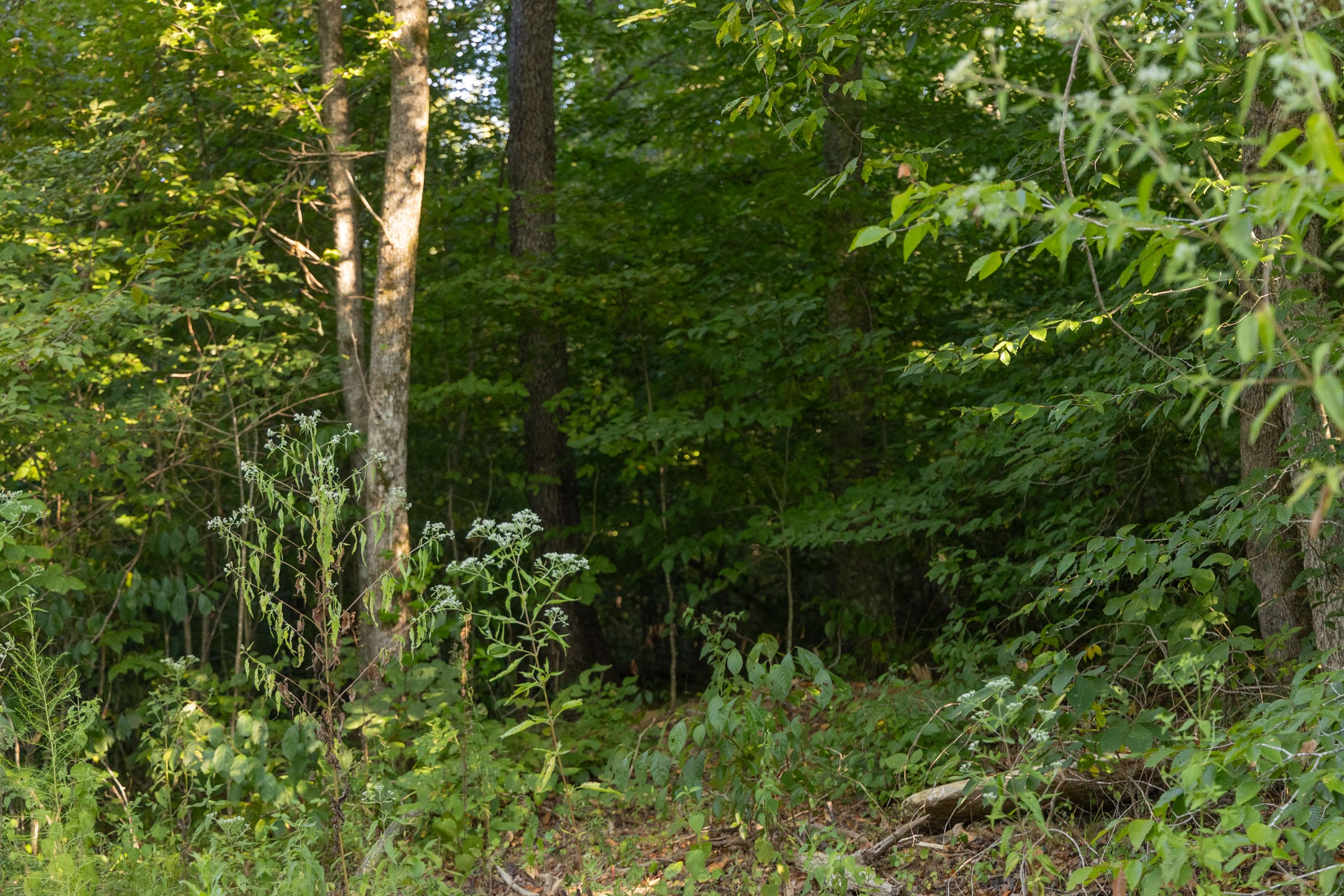 Tract 90 at Big White Oak in Perry County, Tennessee