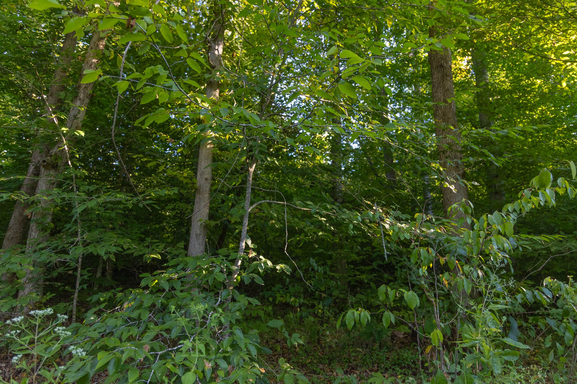 Tract 91 at Big White Oak in Perry County, Tennessee