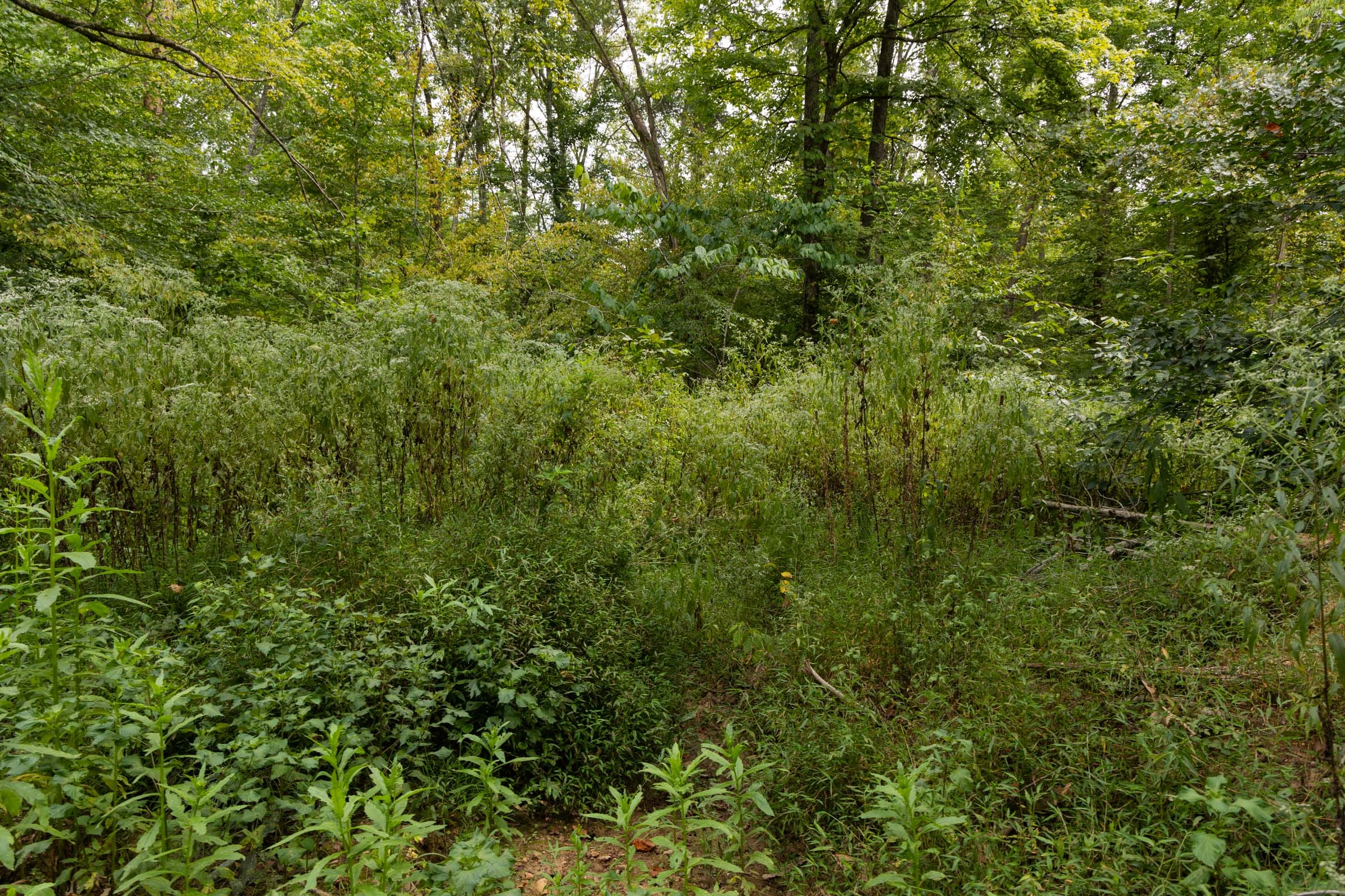 Tract 92 at Big White Oak in Perry County, Tennessee