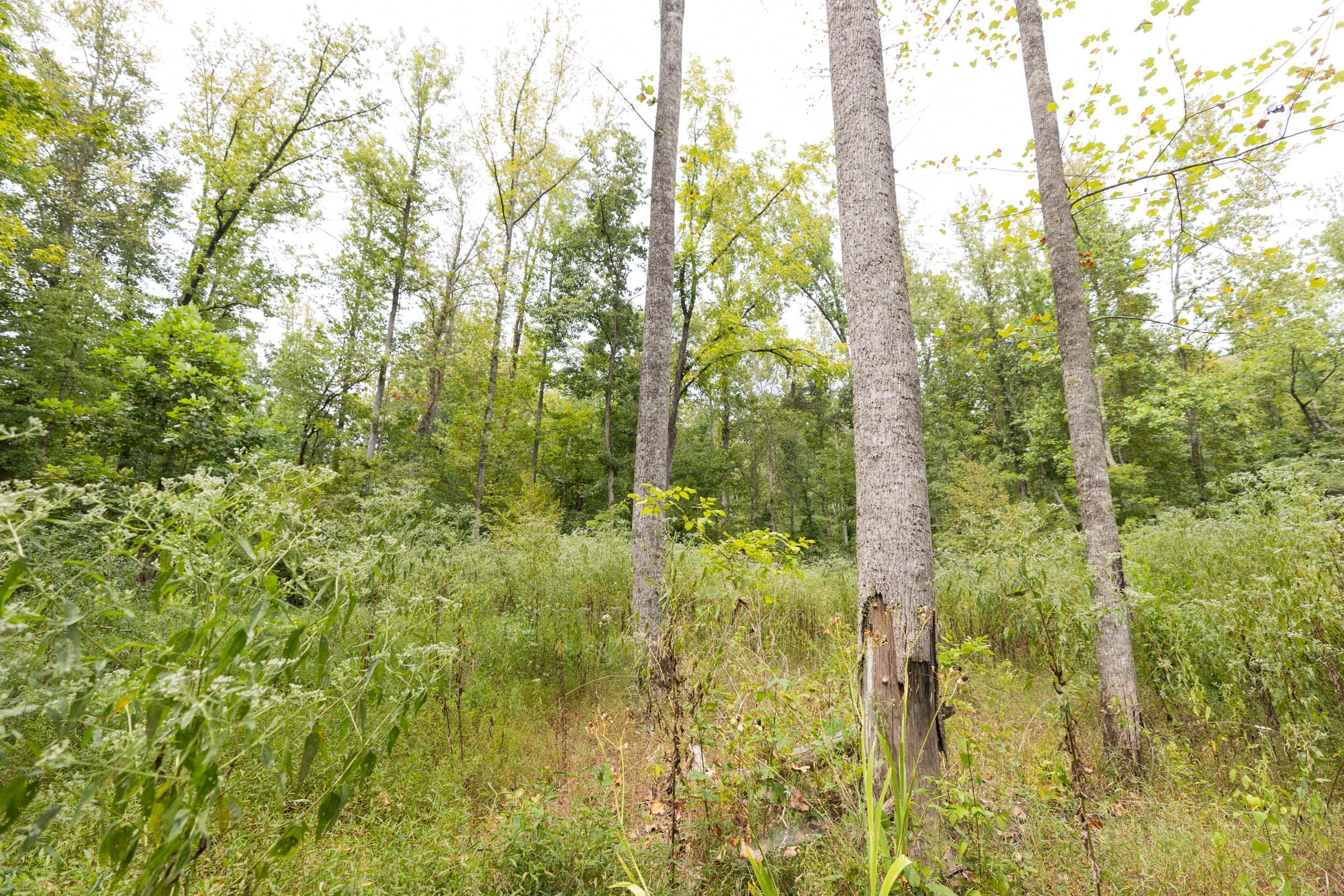 BWO-T93 tract image