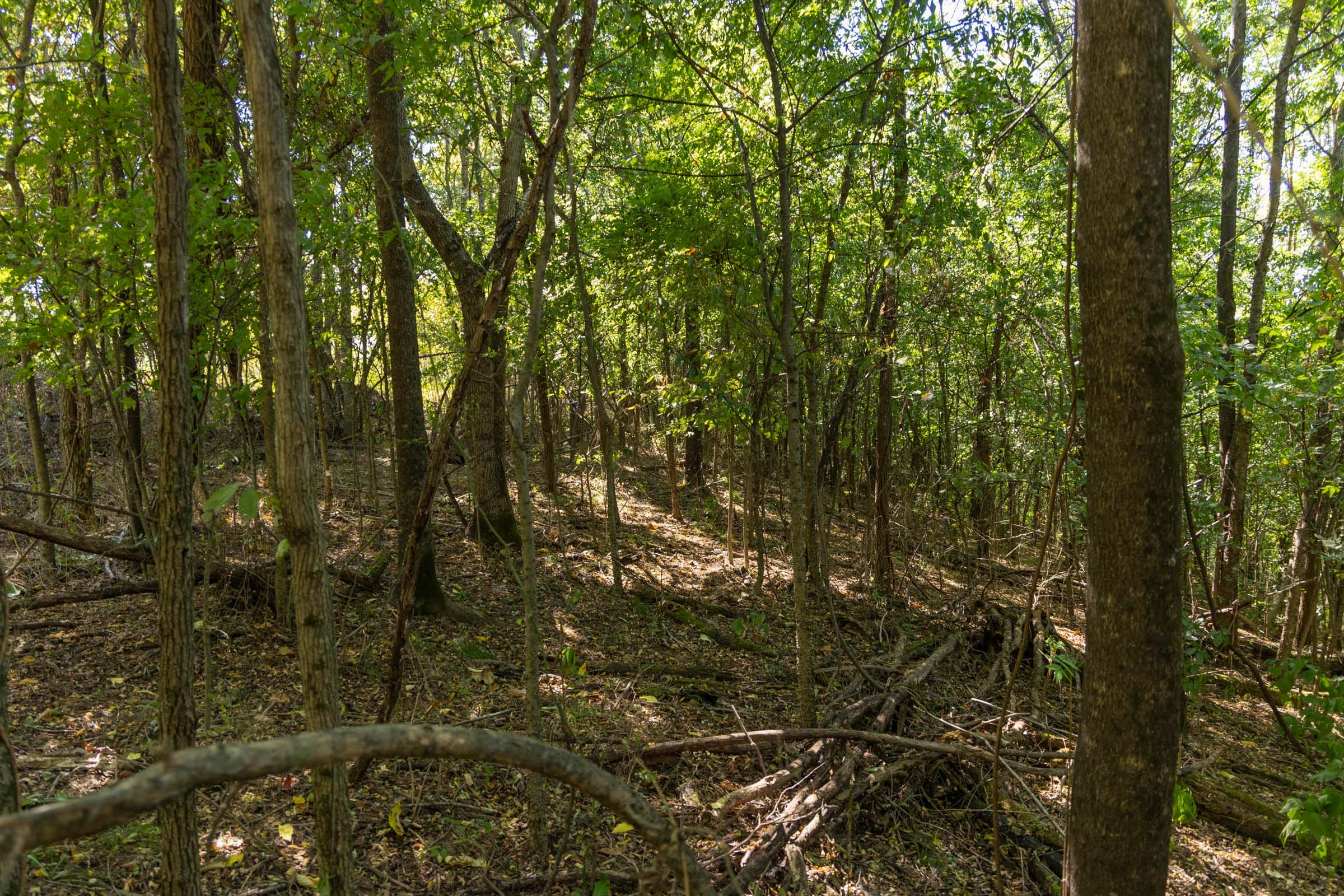 Tract 97 at Big White Oak in Perry County, Tennessee