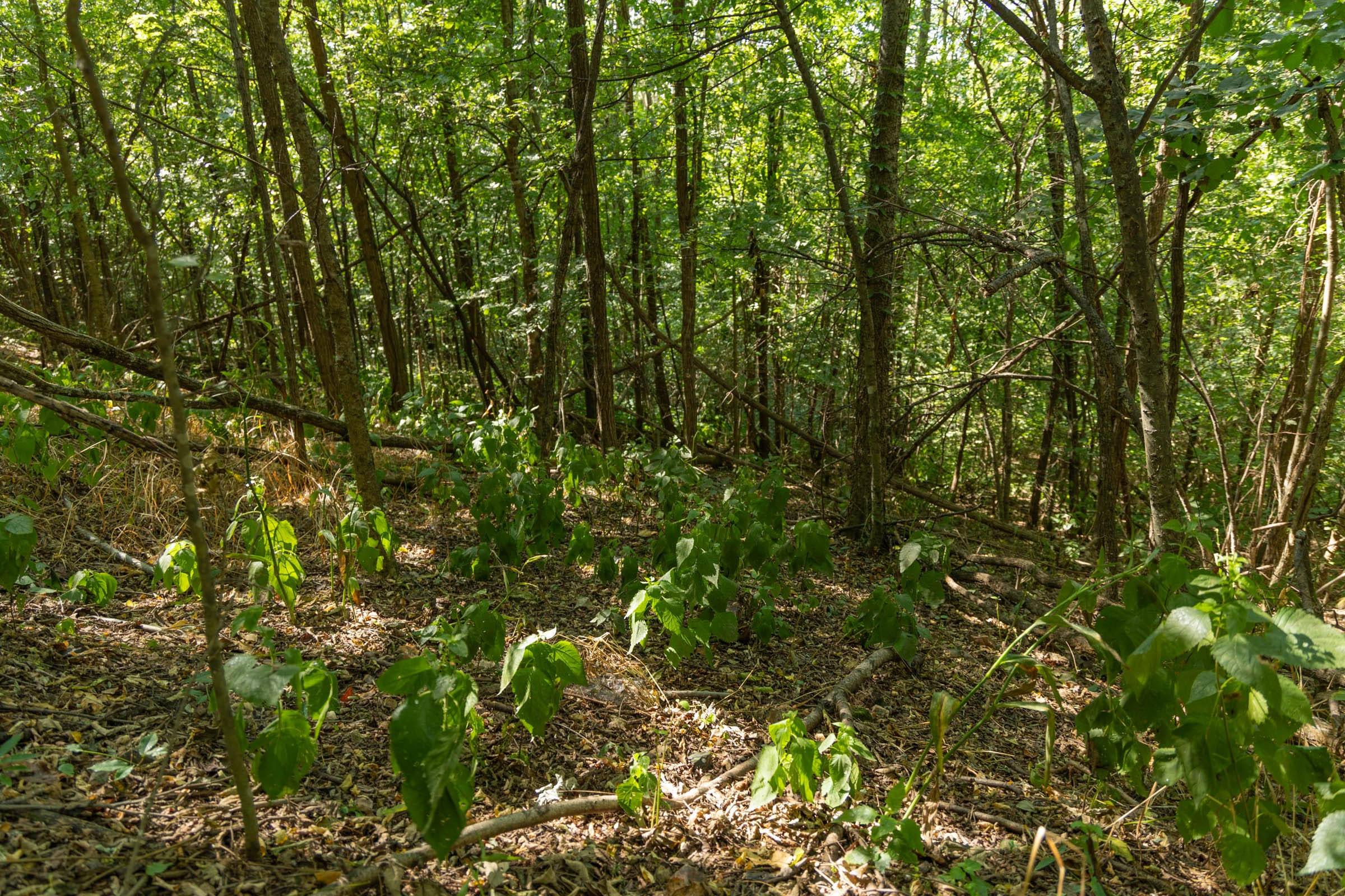 Tract 98 at Big White Oak in Perry County, Tennessee